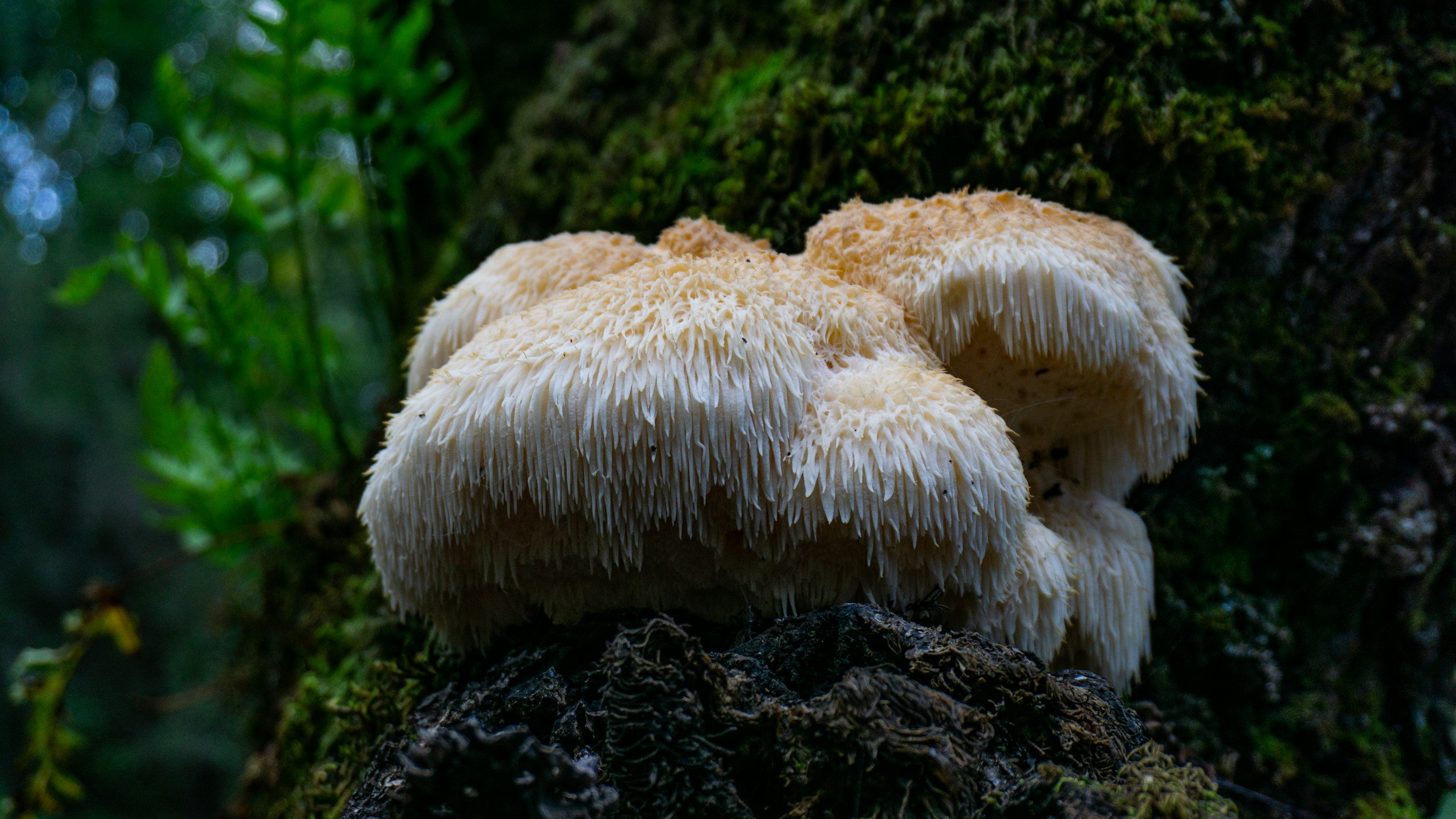 Lions Mane paddenstoel op een natuurlijke ondergrond