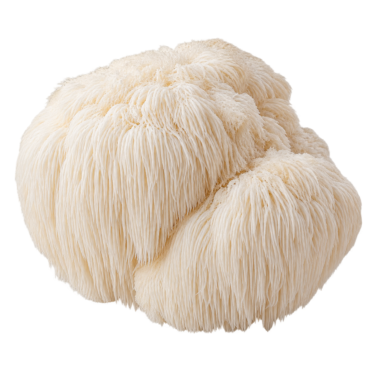 Lions Mane paddenstoel