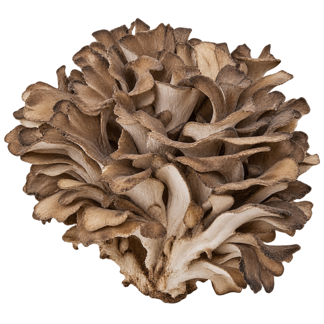 Maitake paddenstoel