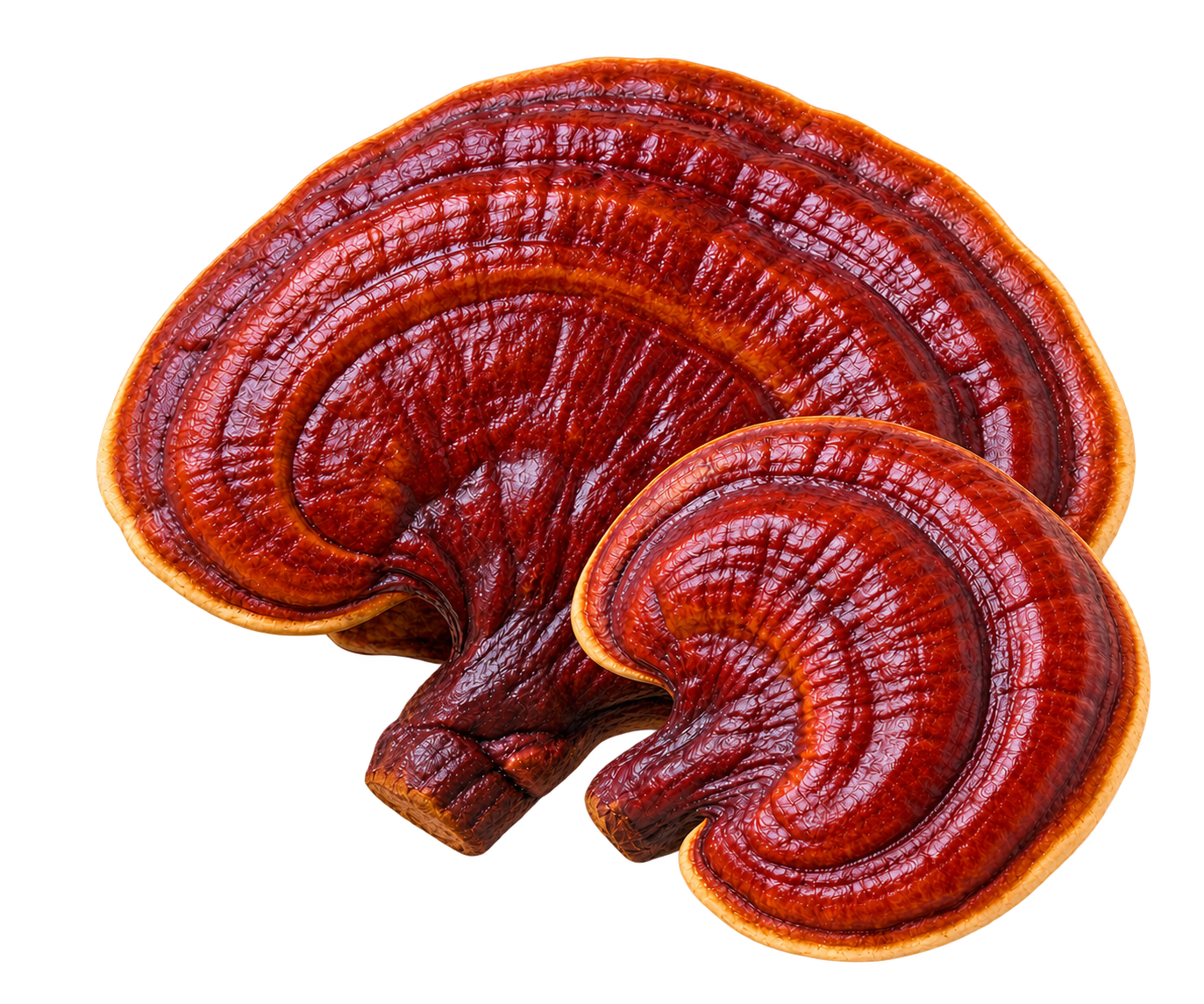 Reishi paddenstoel