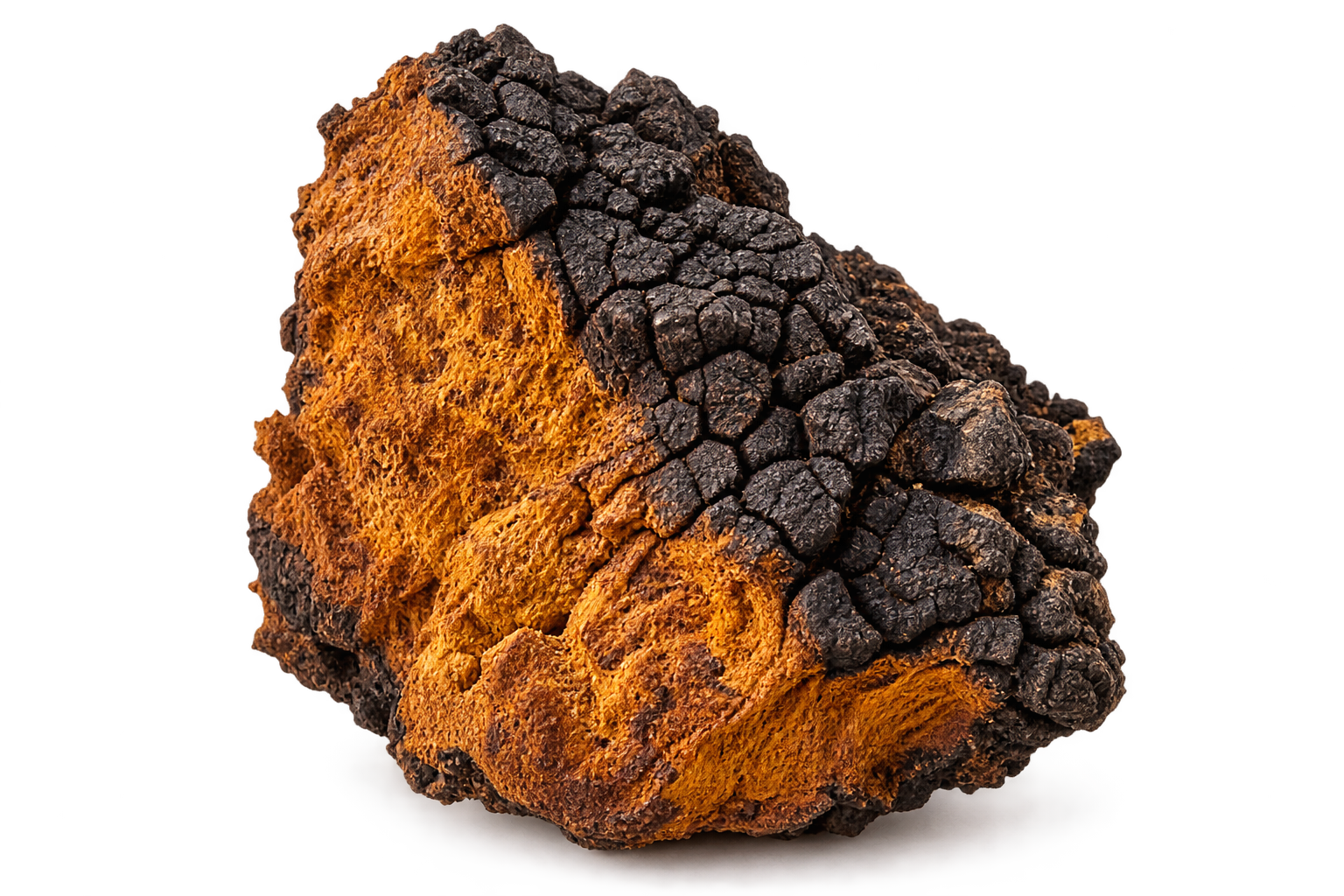 Chaga paddenstoel