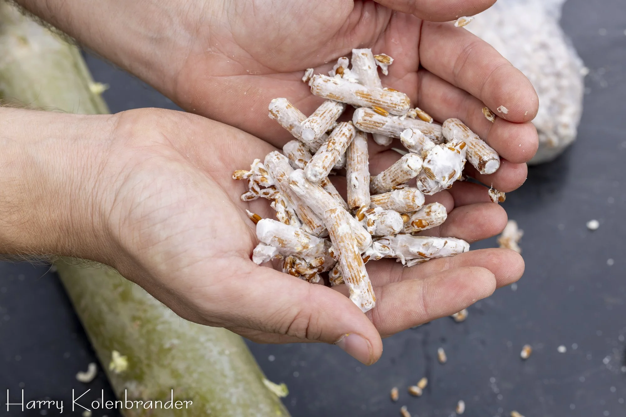 Houten stammen die worden geënt met paddenstoelenmycelium