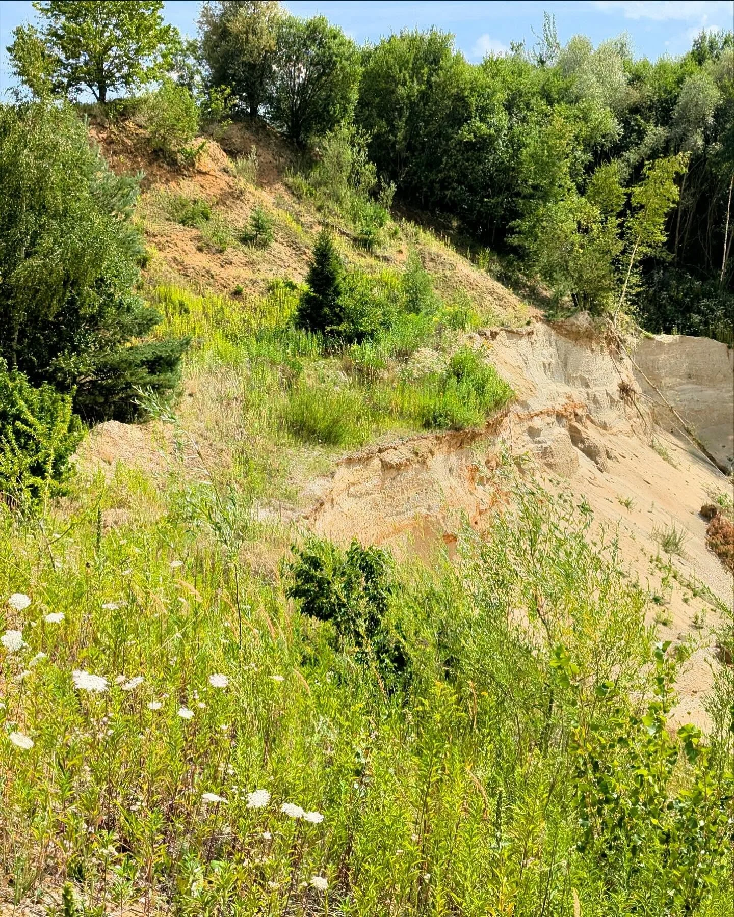 In einer Kiesgrube haben sich Uferschwalben Nistr&ouml;hren in die Steilwand gebaut. Normalerweise kommt die Art an Prallh&auml;ngen von Flussufern und am Steilk&uuml;sten vor, die jedoch immer seltener werden. Hier hat die Uferschwalbe nun ein Ersat