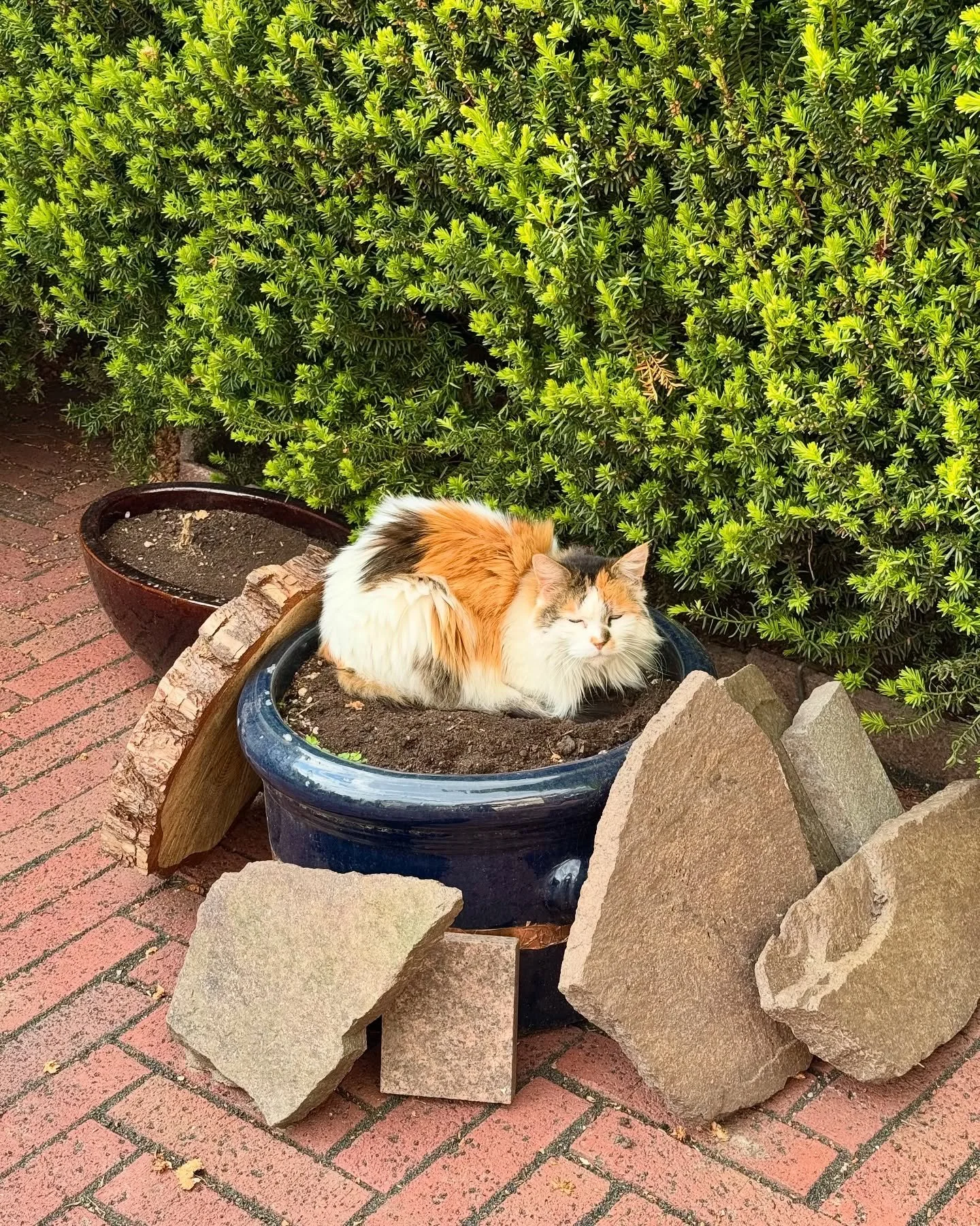 Unsere B&uuml;rokatze w&auml;chst und gedeiht 🪴 
Habt ihr auch ein B&uuml;rotier?

#landschaftsarchitekturb&uuml;ro #landscapearchitecture #softskills #catsofinstagram #b&uuml;rokatze #b&uuml;rotier #mainecoon #fr&uuml;hling #spring #officecat 
#off