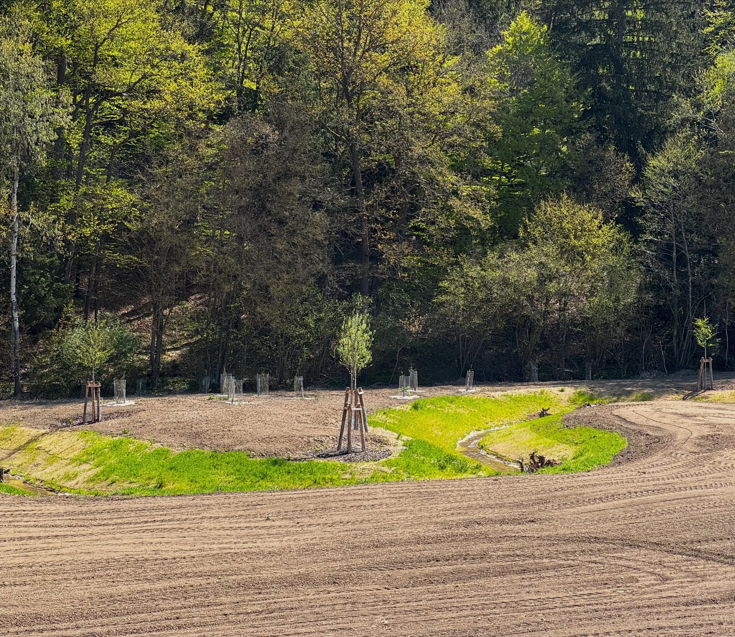 🌿 Bachrenaturierung erfolgreich abgeschlossen! 🌊

Der Scheiblbach bei Weigendorf (Gemeinde Loiching) zeigt, wie lebendig Gew&auml;sser sein k&ouml;nnen: Auf rund 5 Hektar sind durch neue M&auml;ander, flache Ufer und eine naturnahe Aue wertvolle Le