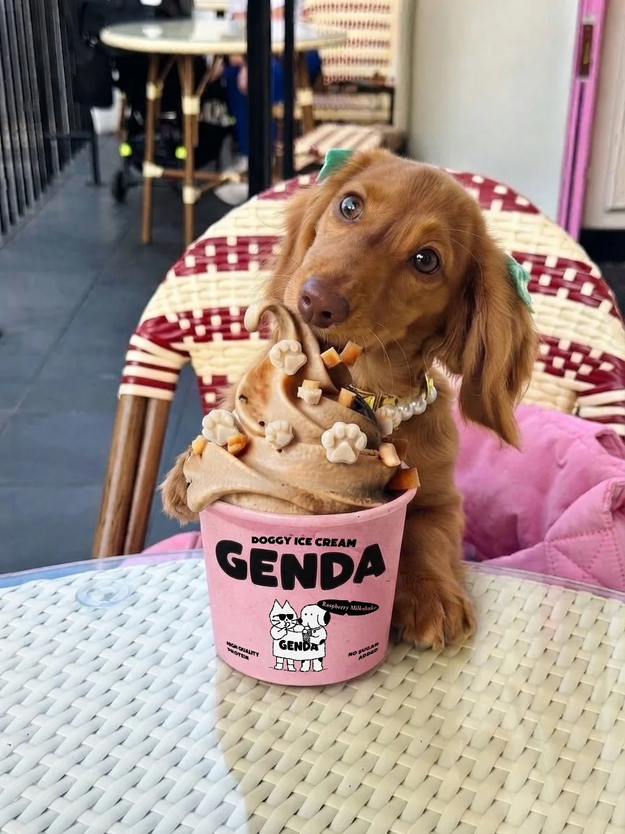A small brown dog with floppy ears and green bows is sitting at a table with a pink cup of doggy ice cream named GENDA. The ice cream has paw print and bone decorations and the dog is licking it.