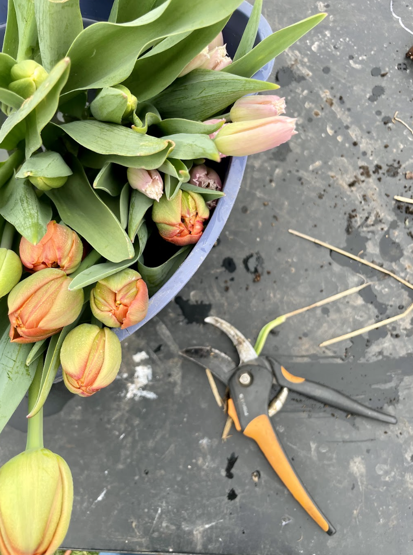 Screenshot 2024-05-30 at 11.22.53 AM.png