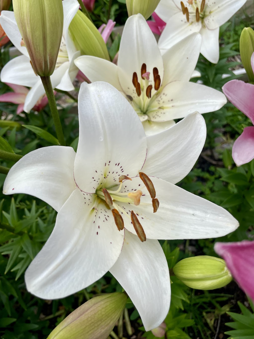 Screenshot 2024-05-30 at 11.22.47 AM.png