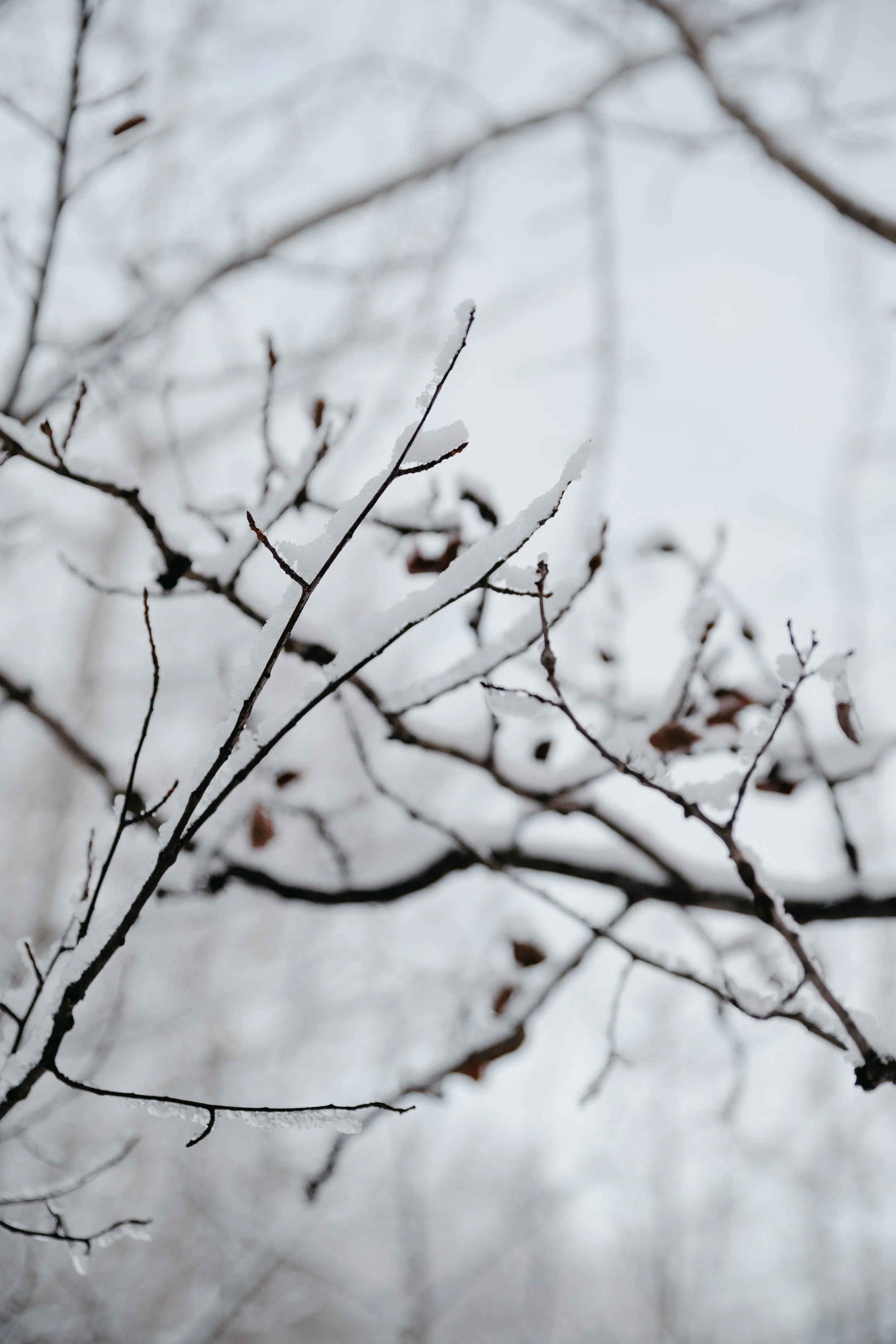 EdmontonPhotographerWinterMinisMS-104.jpg
