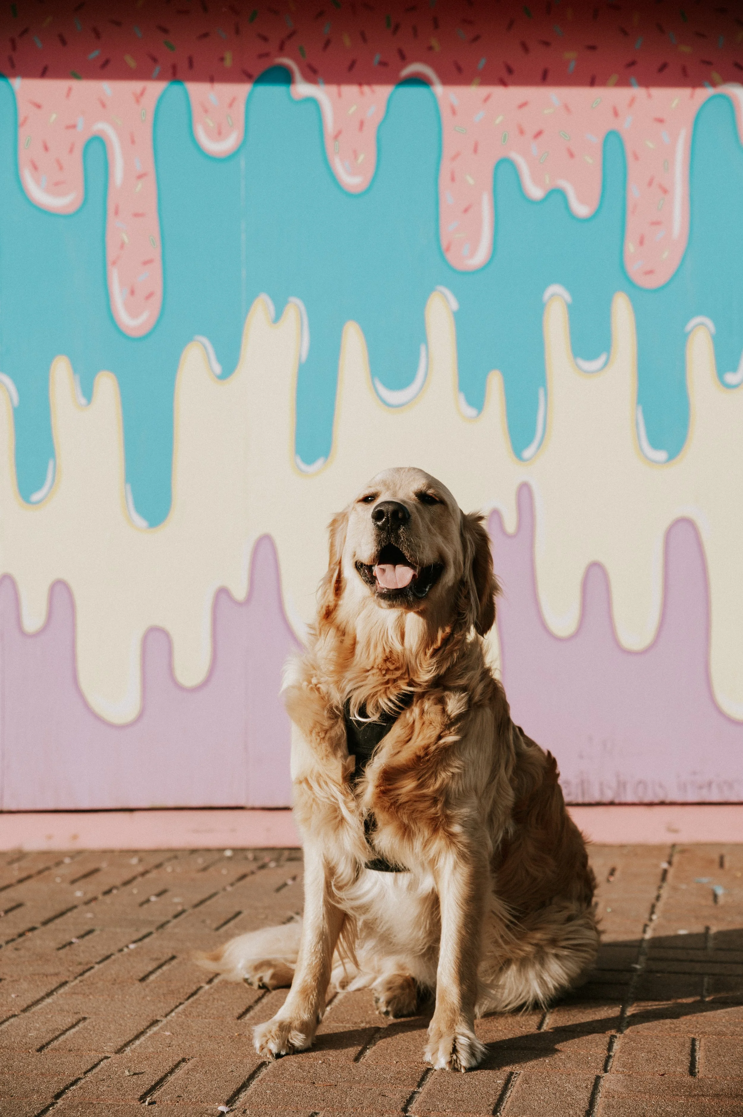 A Golden Retriever dog sitting on a brick pavement in front of a colorful pastel mural that features drips of blue, pink, yellow, and purple paint.