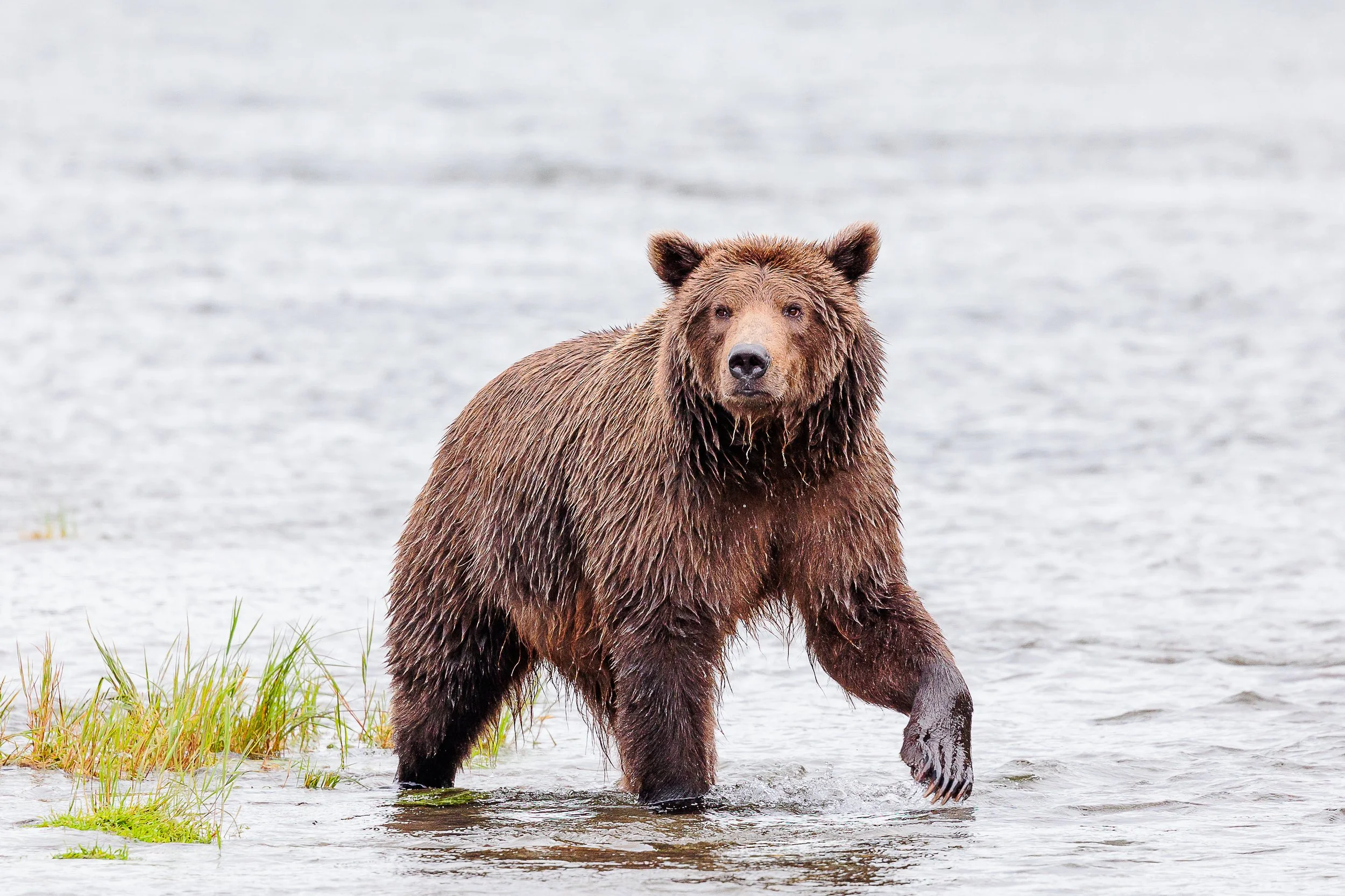 Katmai National Park Day 2 (110 of 502).jpg