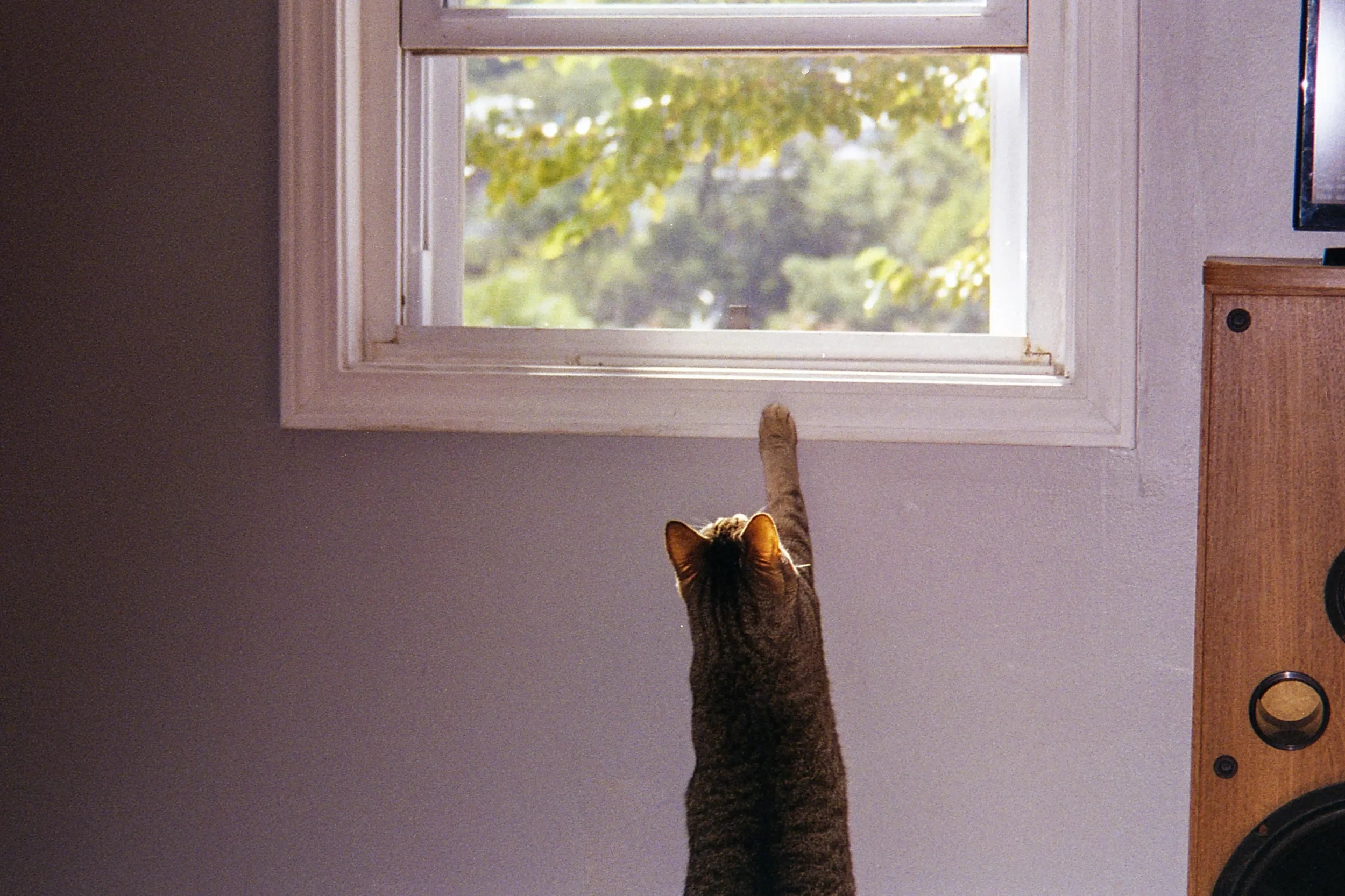 A cat with brown and black fur sitting indoors and reaching up towards an open window with a view of green trees outside, with part of a wooden speaker and a cabinet visible in the room.