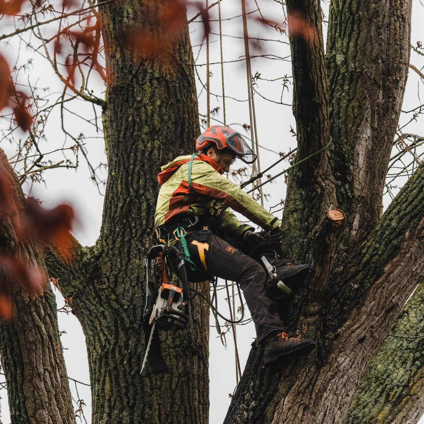 Vellen &amp; demonteren van bomen

Bomen worden geveld en gedemonteerd om plaats te maken voor nieuwe constructies, om gevaarlijke situaties te voorkomen of om de gezondheid van de omringende bomen te behouden.

#boomverzorging #melle #laarne #kalken