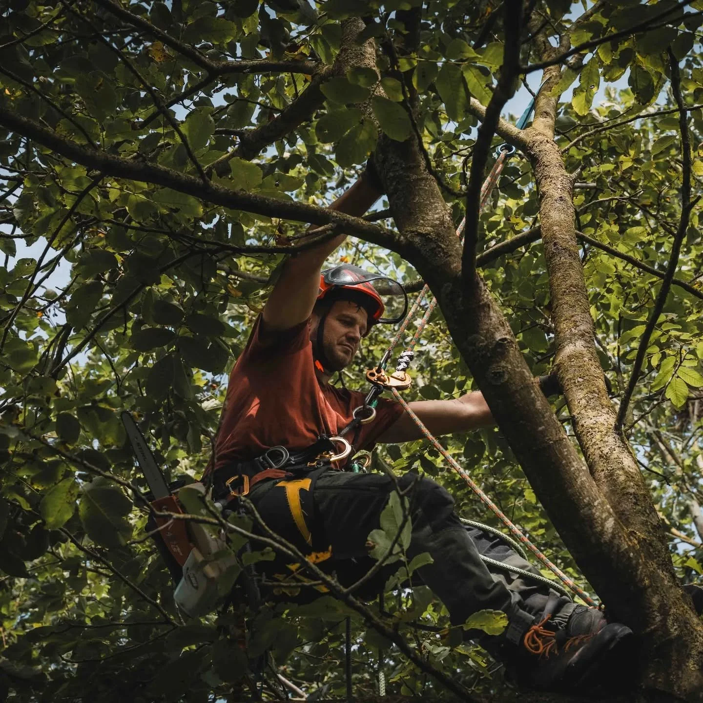 Bomen verdienen zorg en aandacht. Twijfel je over een dode of verzwakte tak? Vraag gerust advies, ik kijk graag even mee.

#boomverzorging #boomverzorger #boomonderhoud #boomadvies