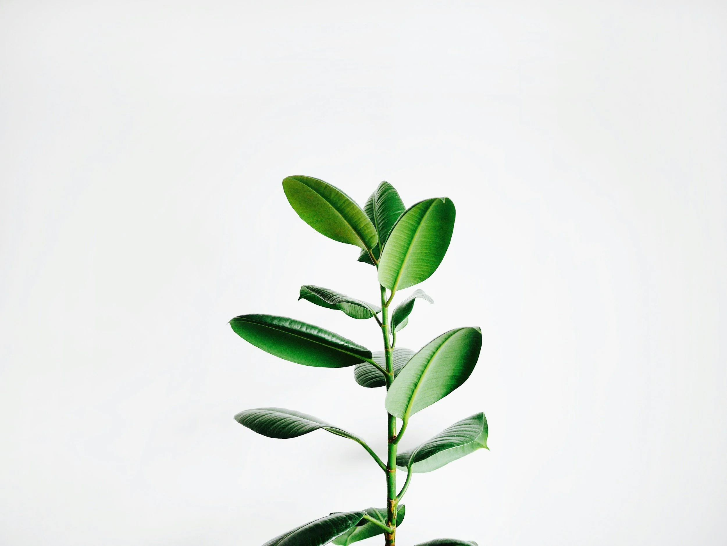 A young plant with green leaves against a plain white background.