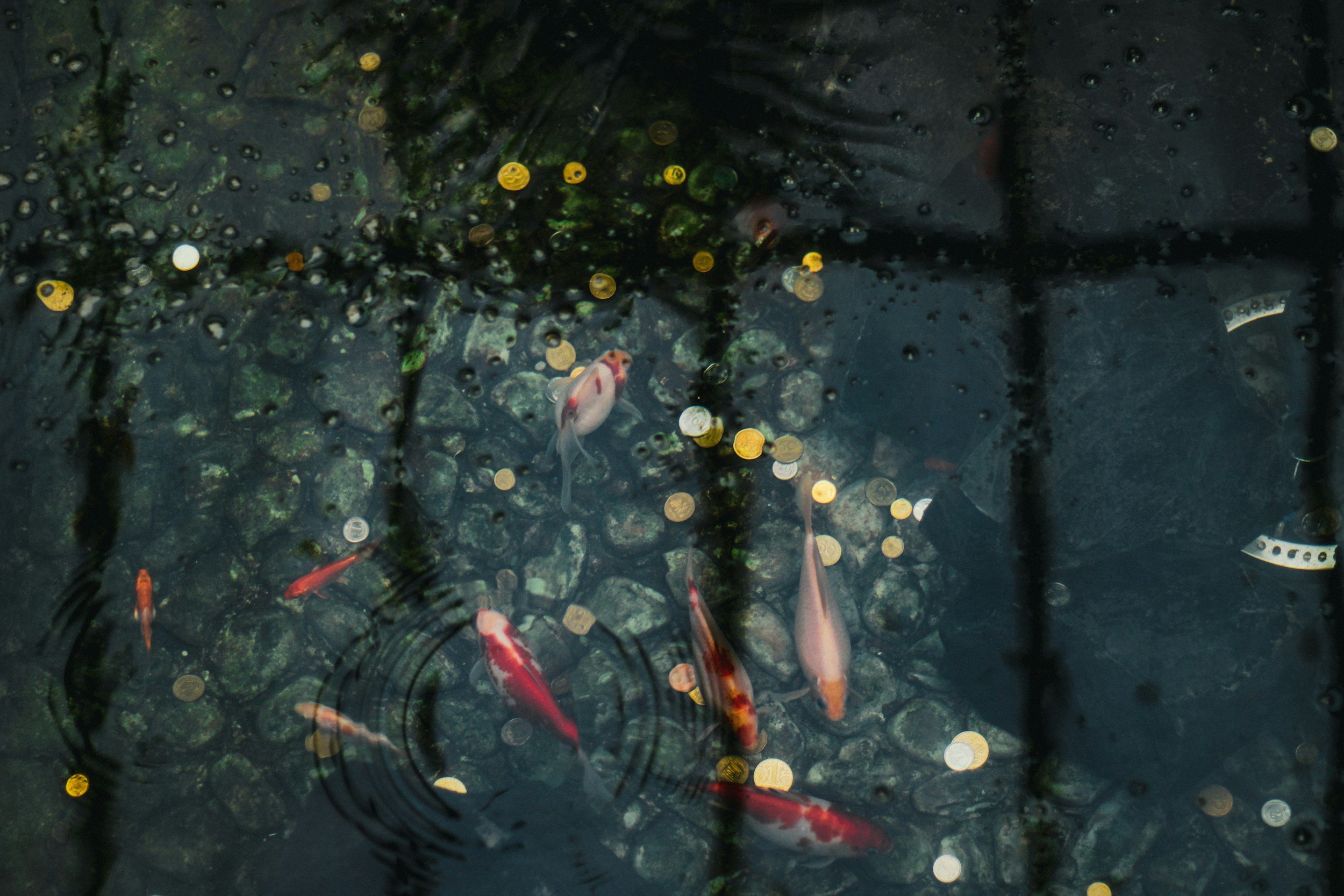 Koi fish swimming in a pond with a stone bottom and a rain-covered glass surface.
