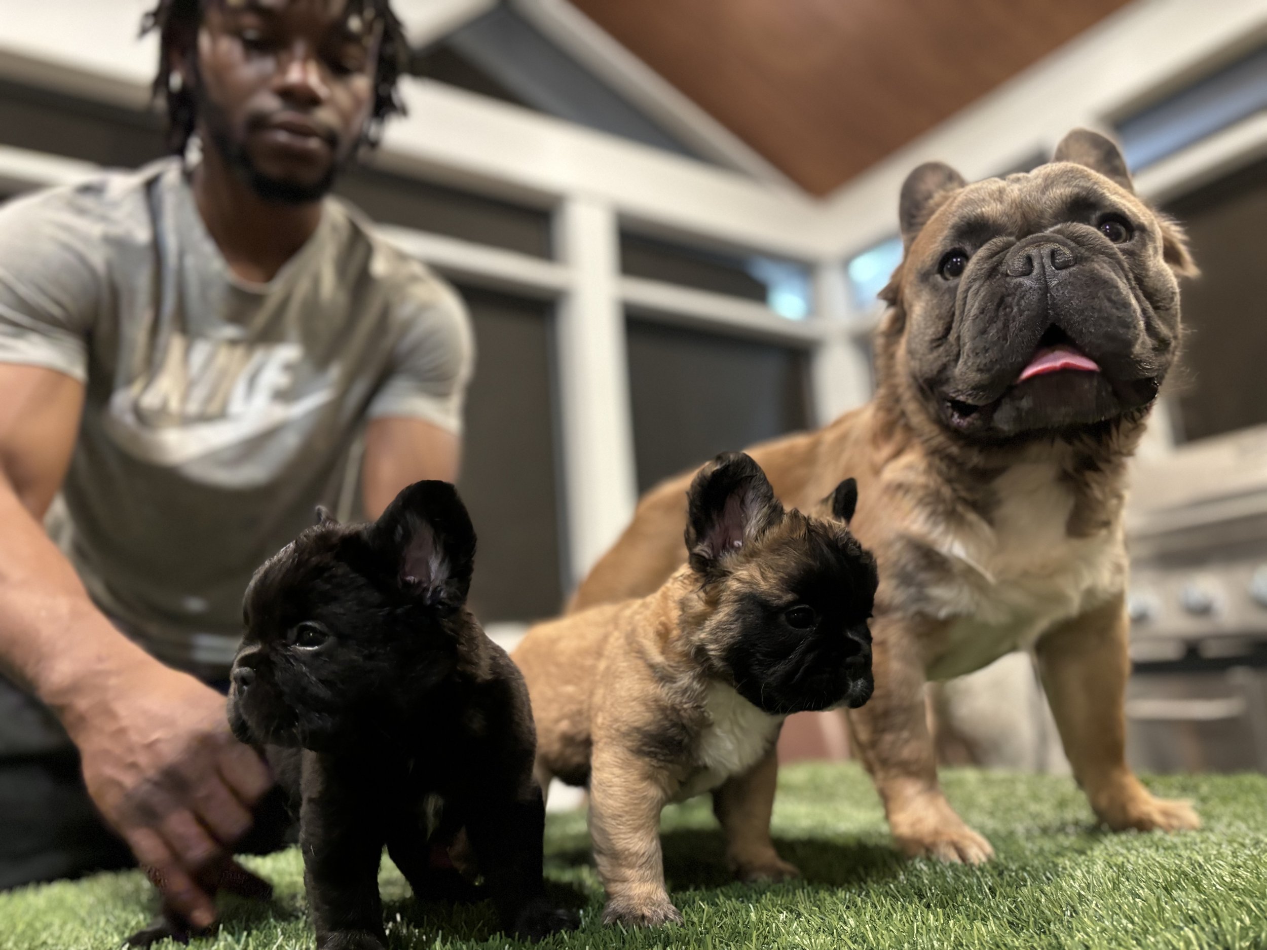 A Father and his Sons "Gee & the two visual fluffies from his litter with Koko