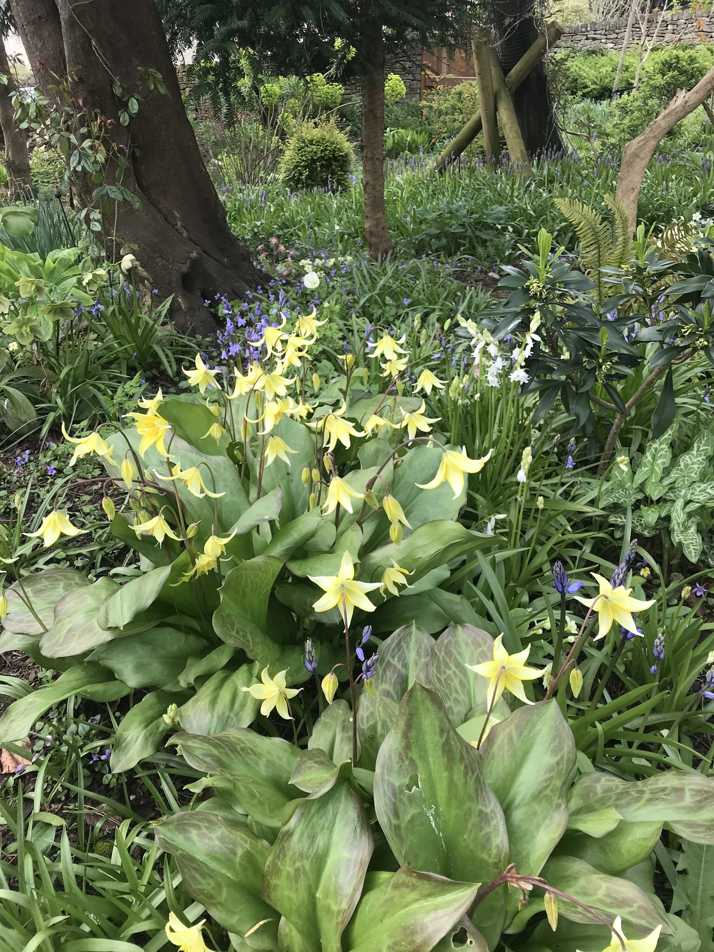 A lush garden scene with a variety of blooming flowers, including yellow, white, and purple flowers, surrounded by green foliage and trees.