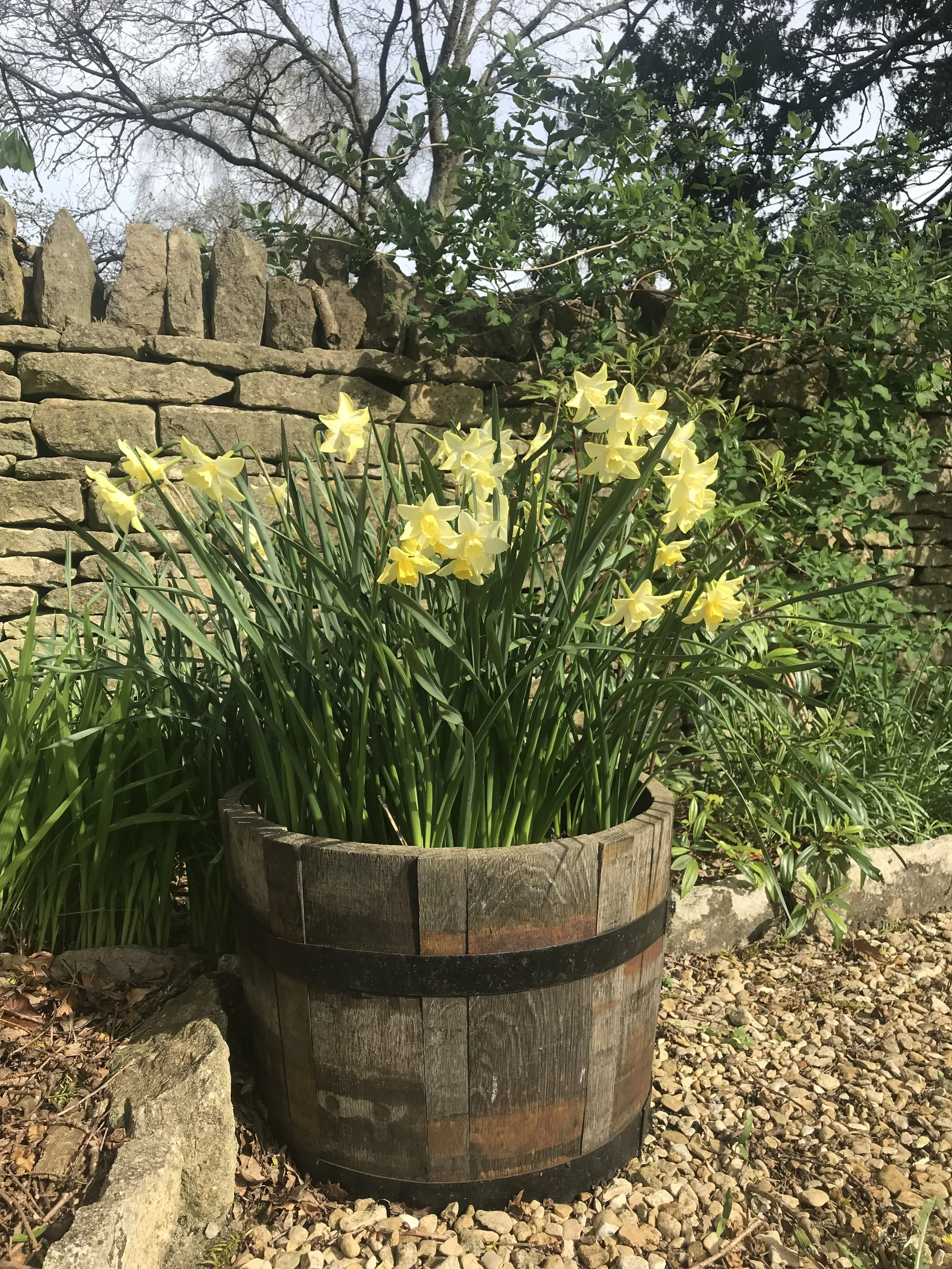 A flower pot filled with yellow daffodils placed outdoors in front of a stone wall and surrounded by gravel and other greenery.