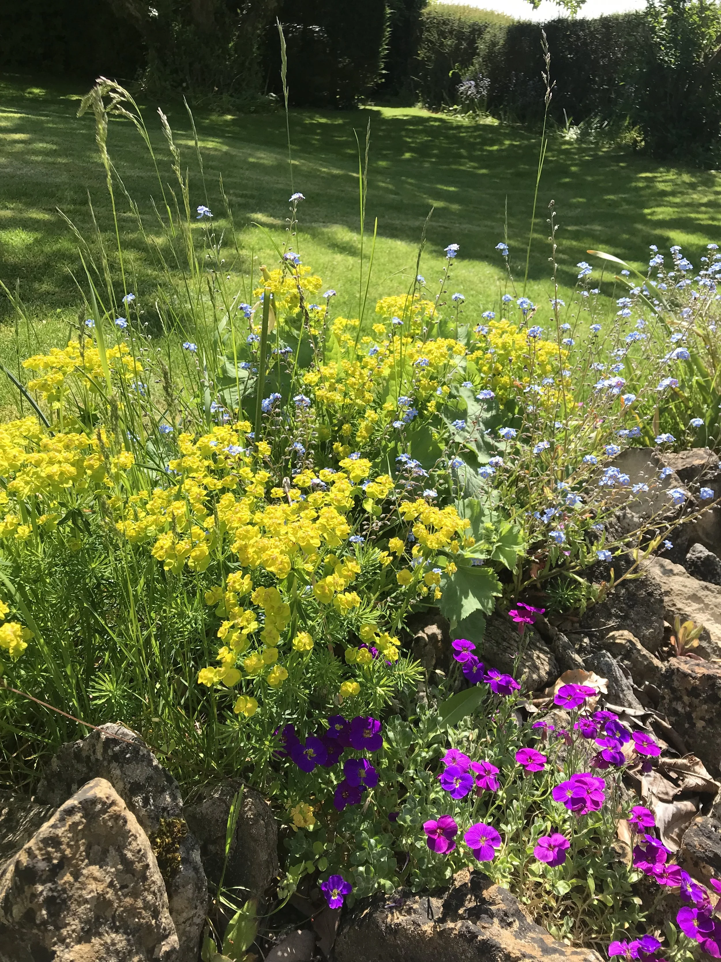 Colorful garden bed with yellow, purple, and blue flowers in front of a lush green lawn and trees in the background.