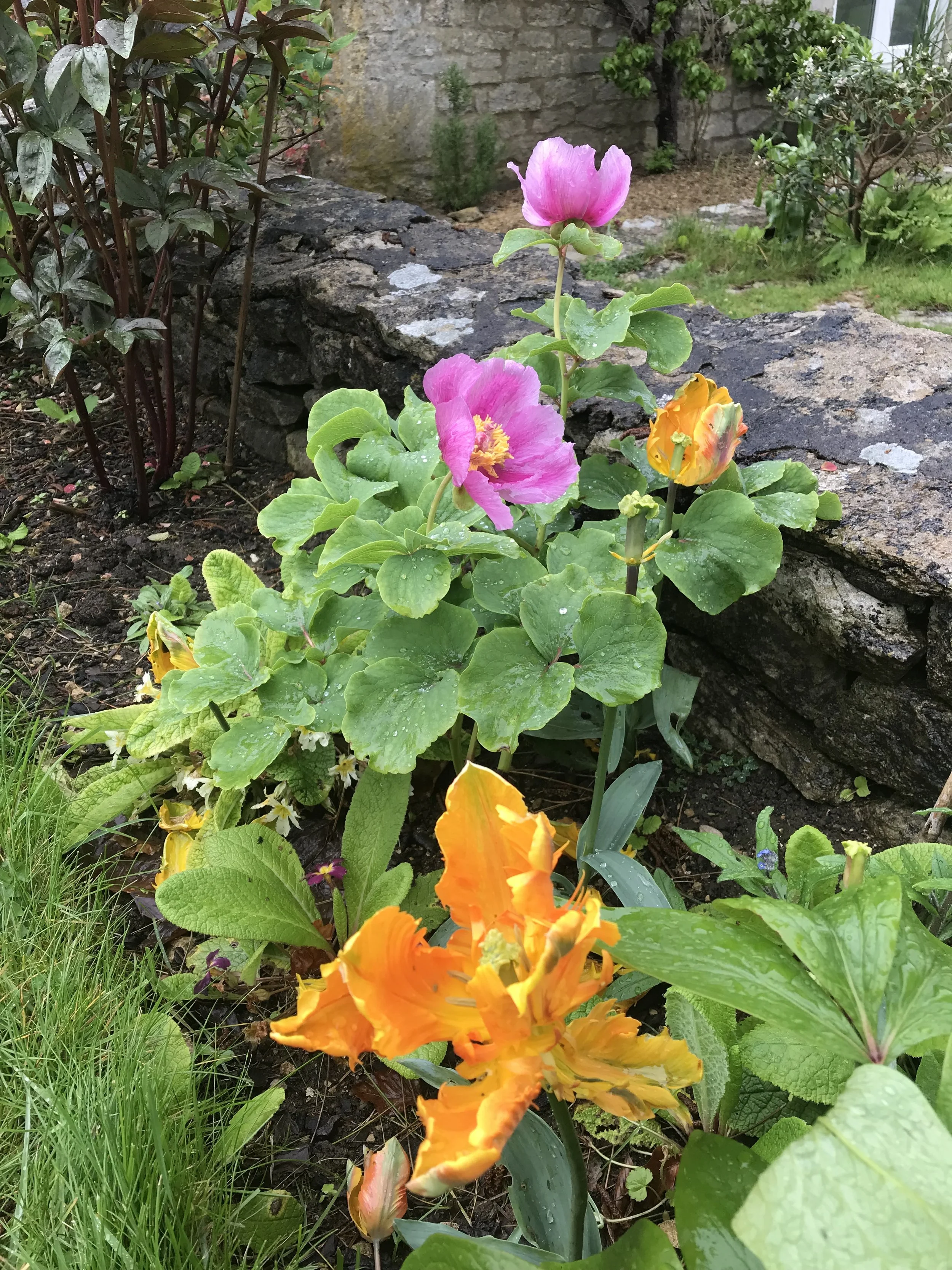 Colorful garden flowers including pink, orange, and yellow blooming flowers surrounded by green leaves, with a stone wall and plants in the background.