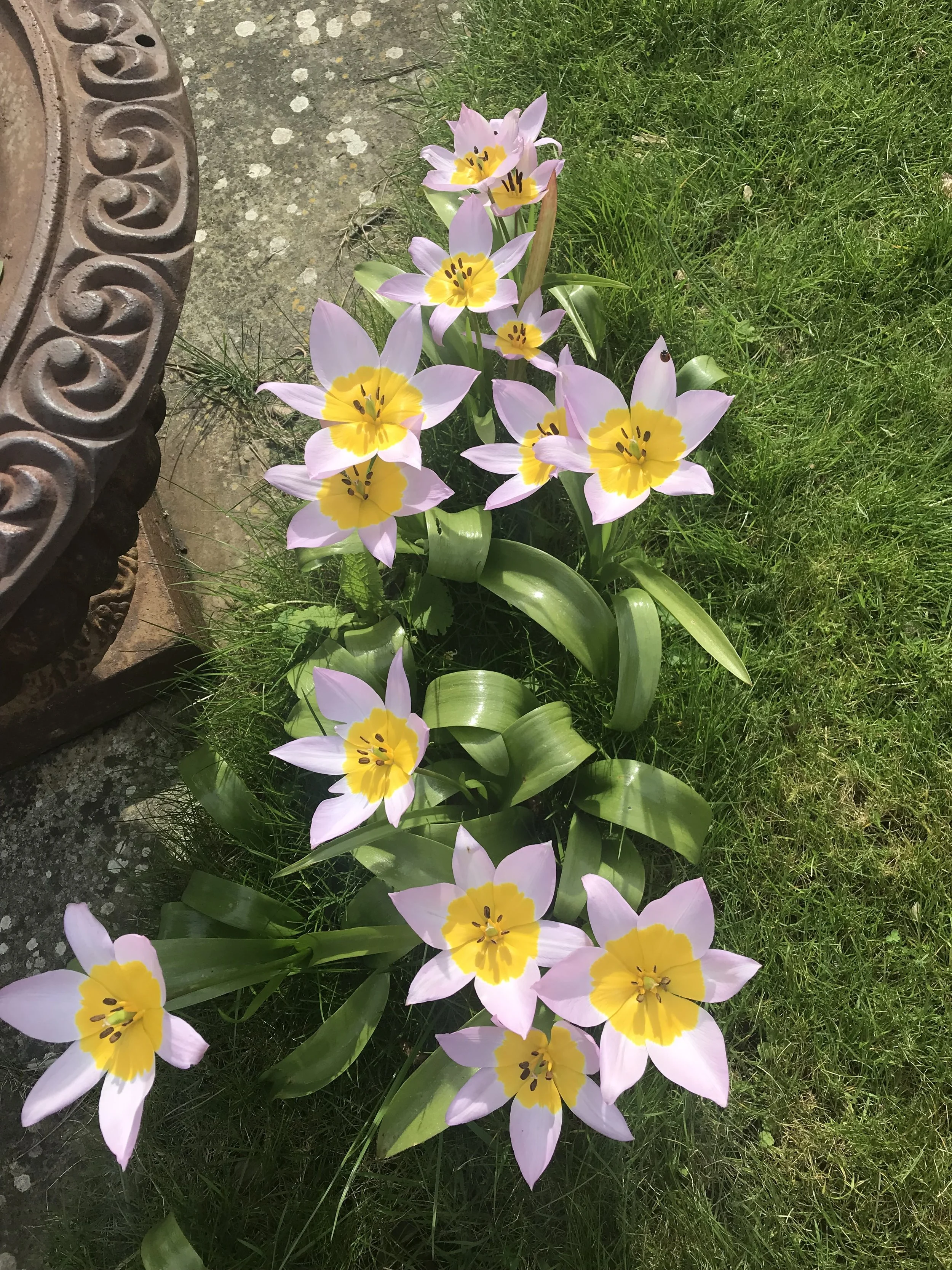 Pink and yellow tulips blooming in a garden bed next to grass and a decorative metal edge.