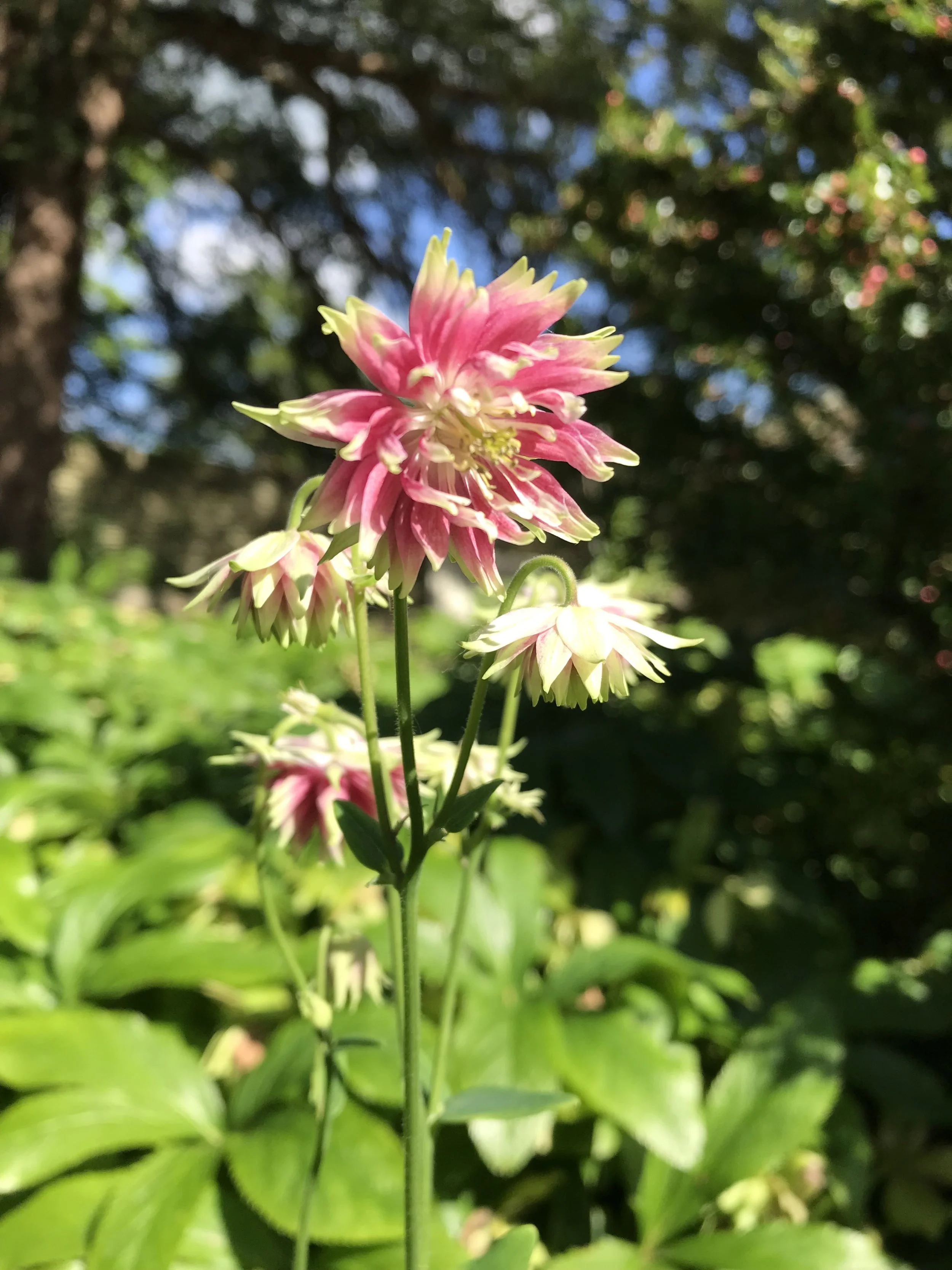 Close-up of a pink and white flower with green leaves and a blurred background of trees and sky.