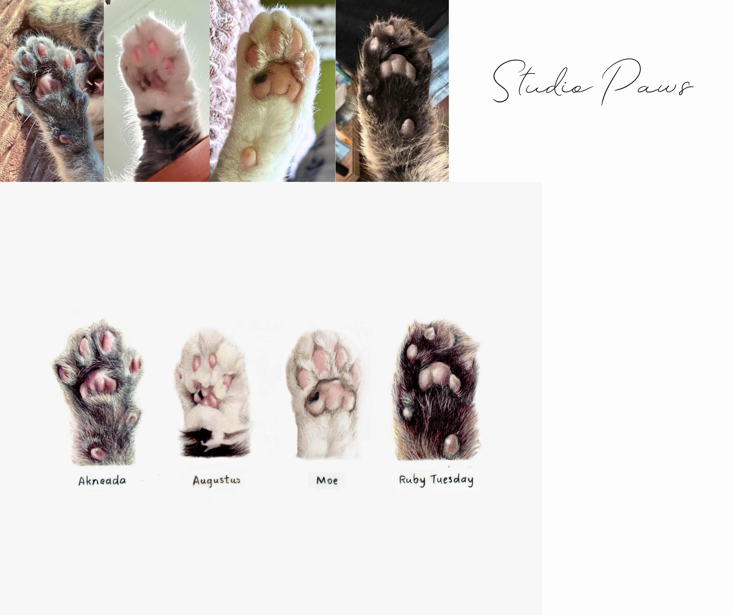75 Studio Paws.png