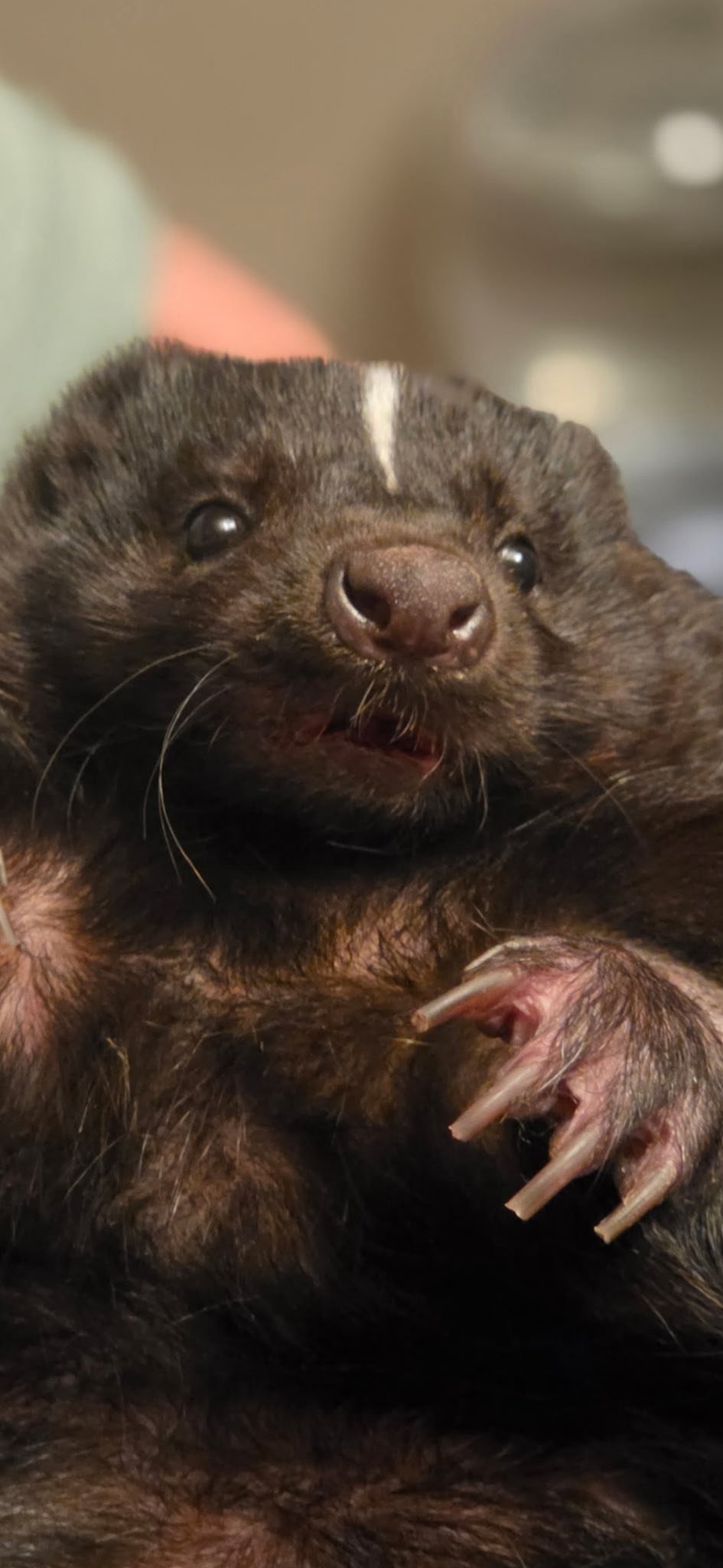West Wildlife Rehab Stinkerbell Benefit Contest