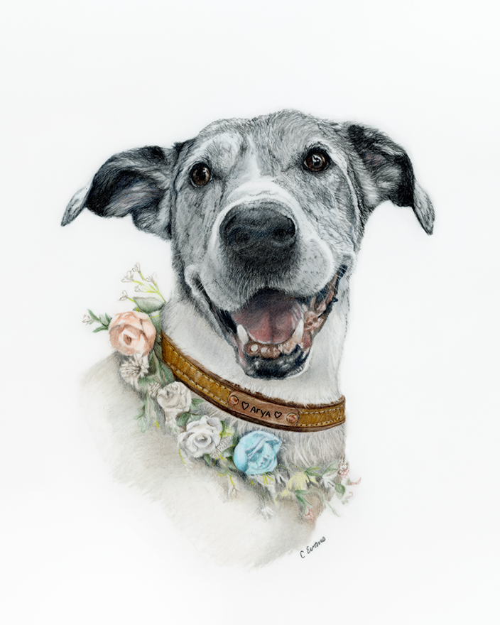 Arya low resolution.png
