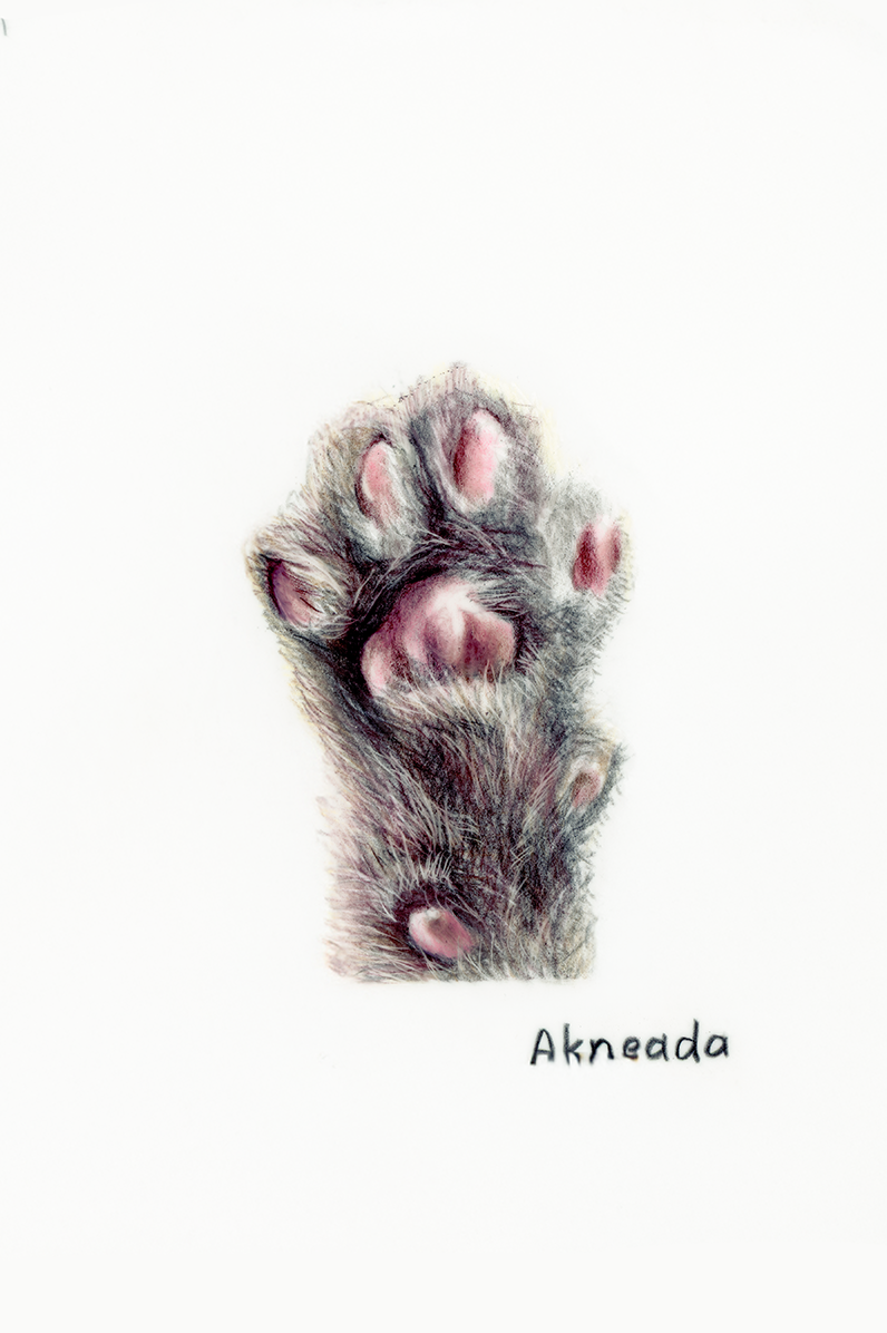 Akneada paw copy.png
