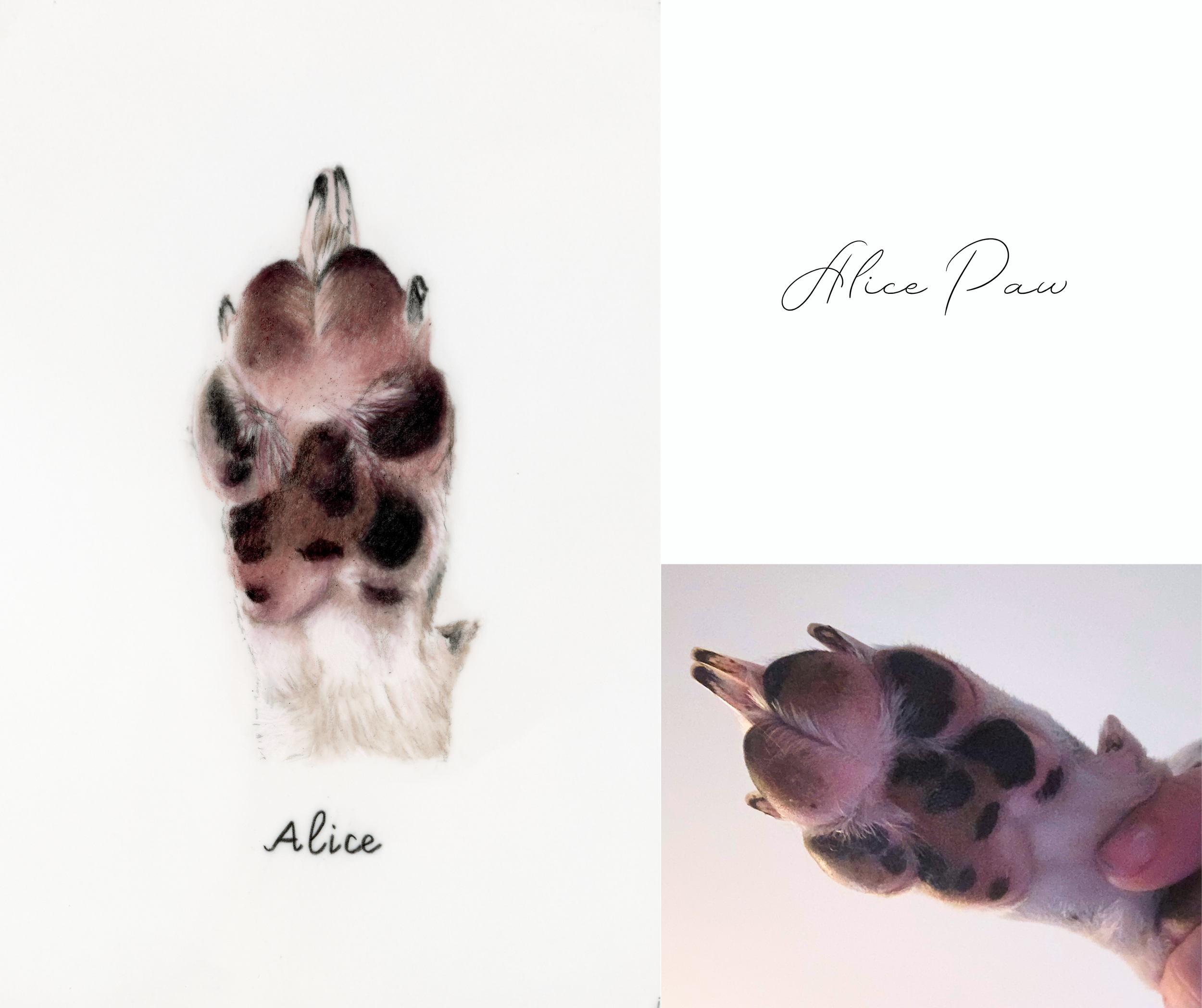 81 Alice Paw.png