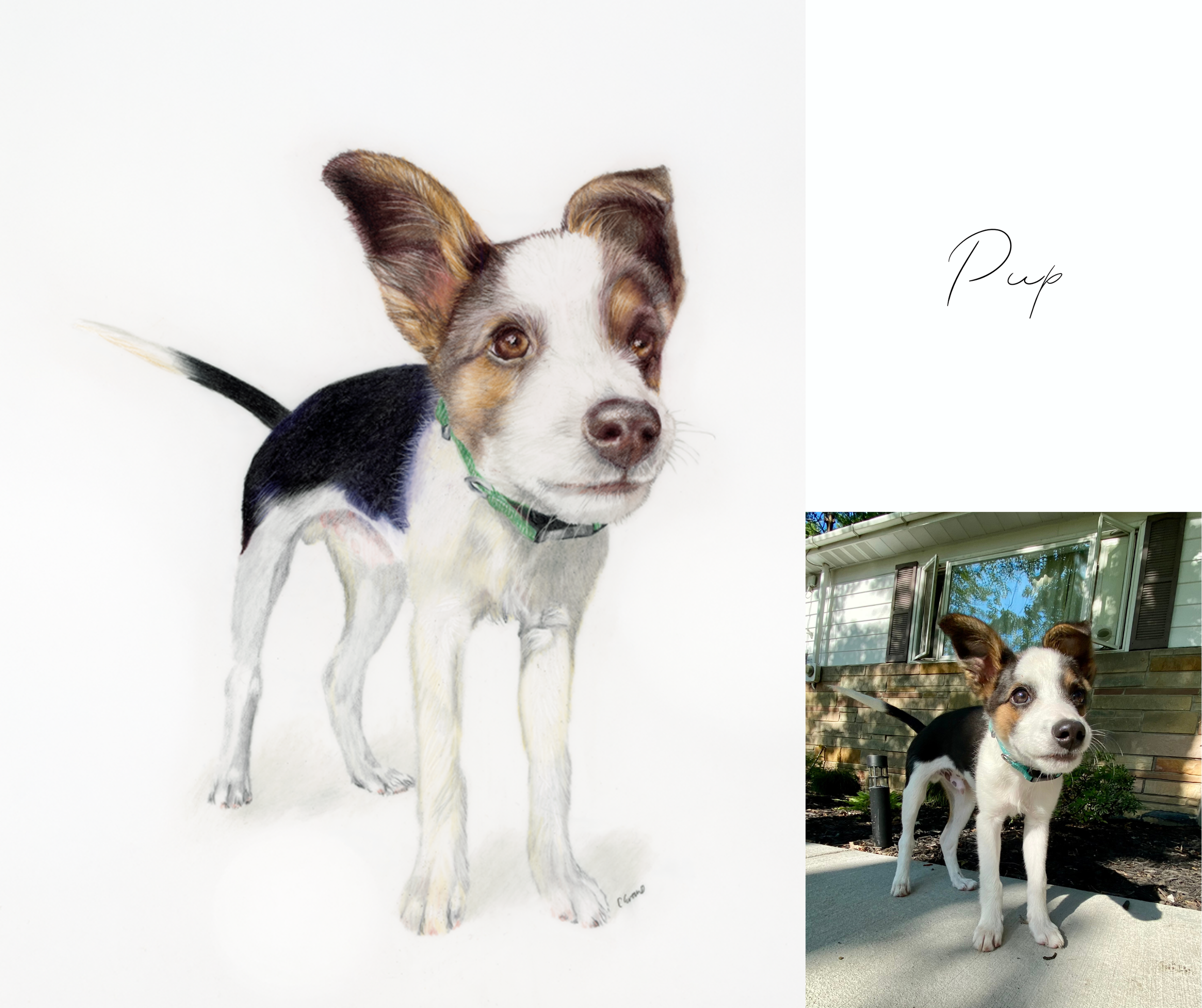 64 Pup.png