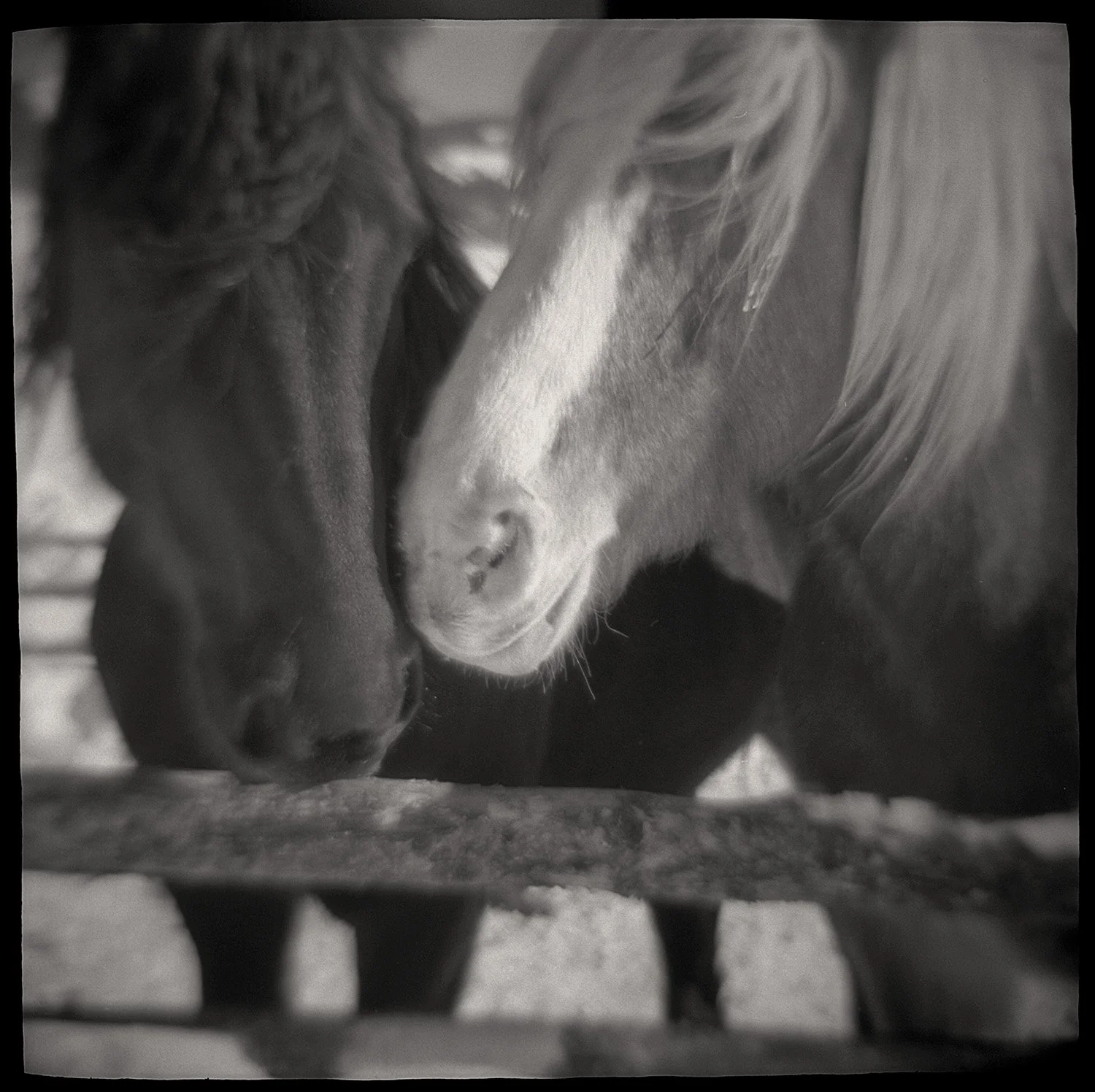 Two draft horses winter Crested Butte Colorado