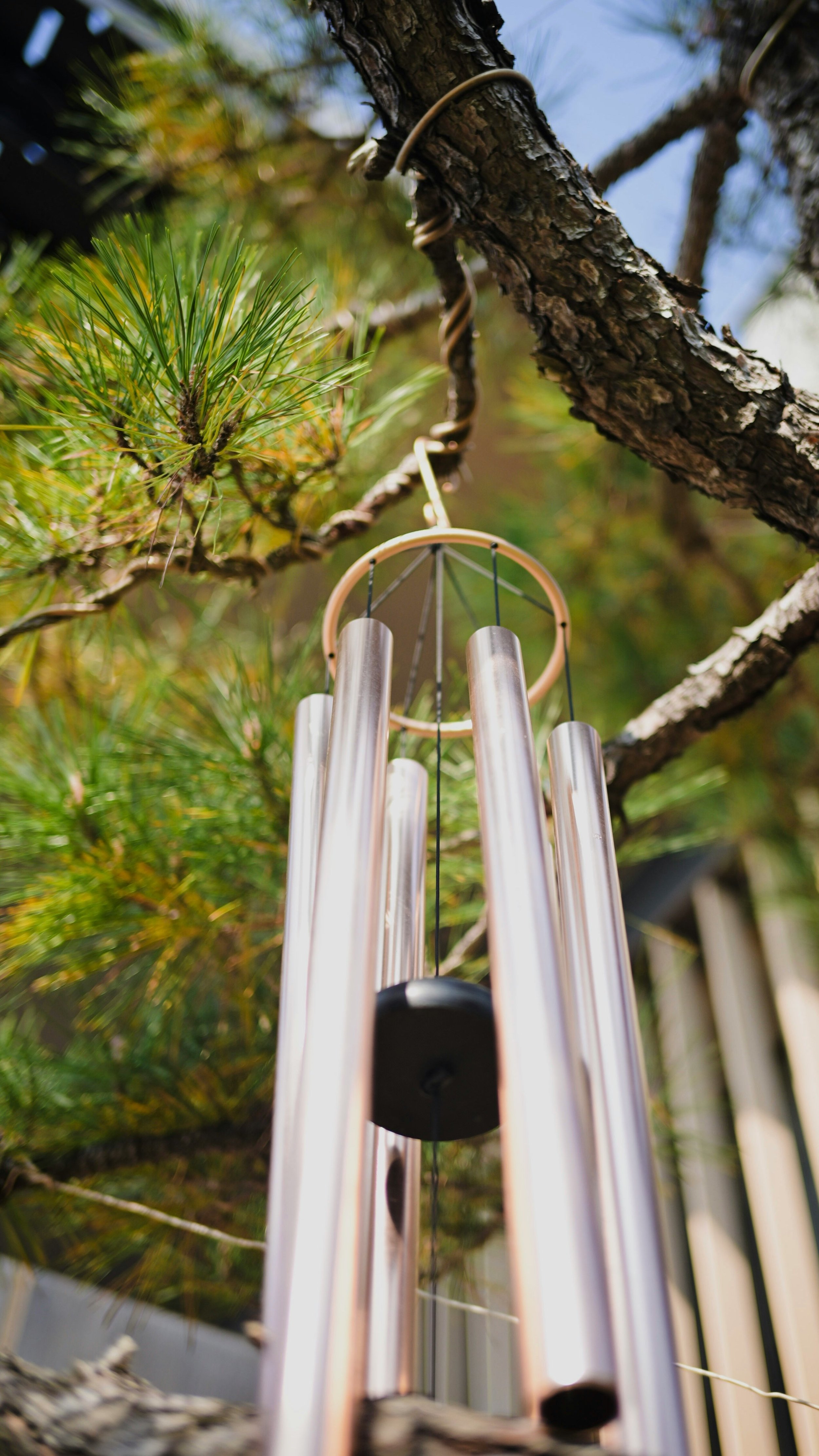 Seek Him in the Ambient Noise