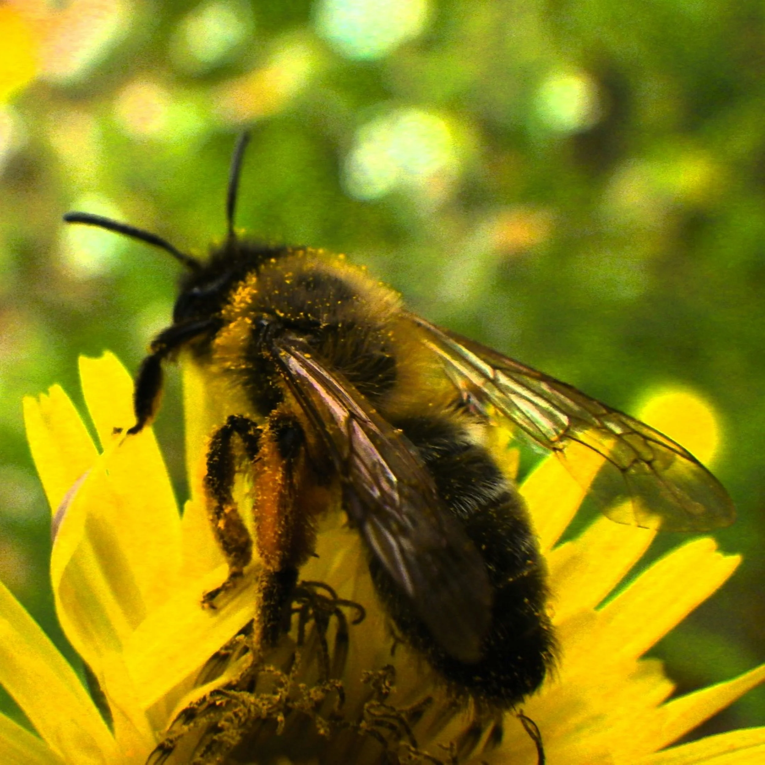 Pollinated Possibilities