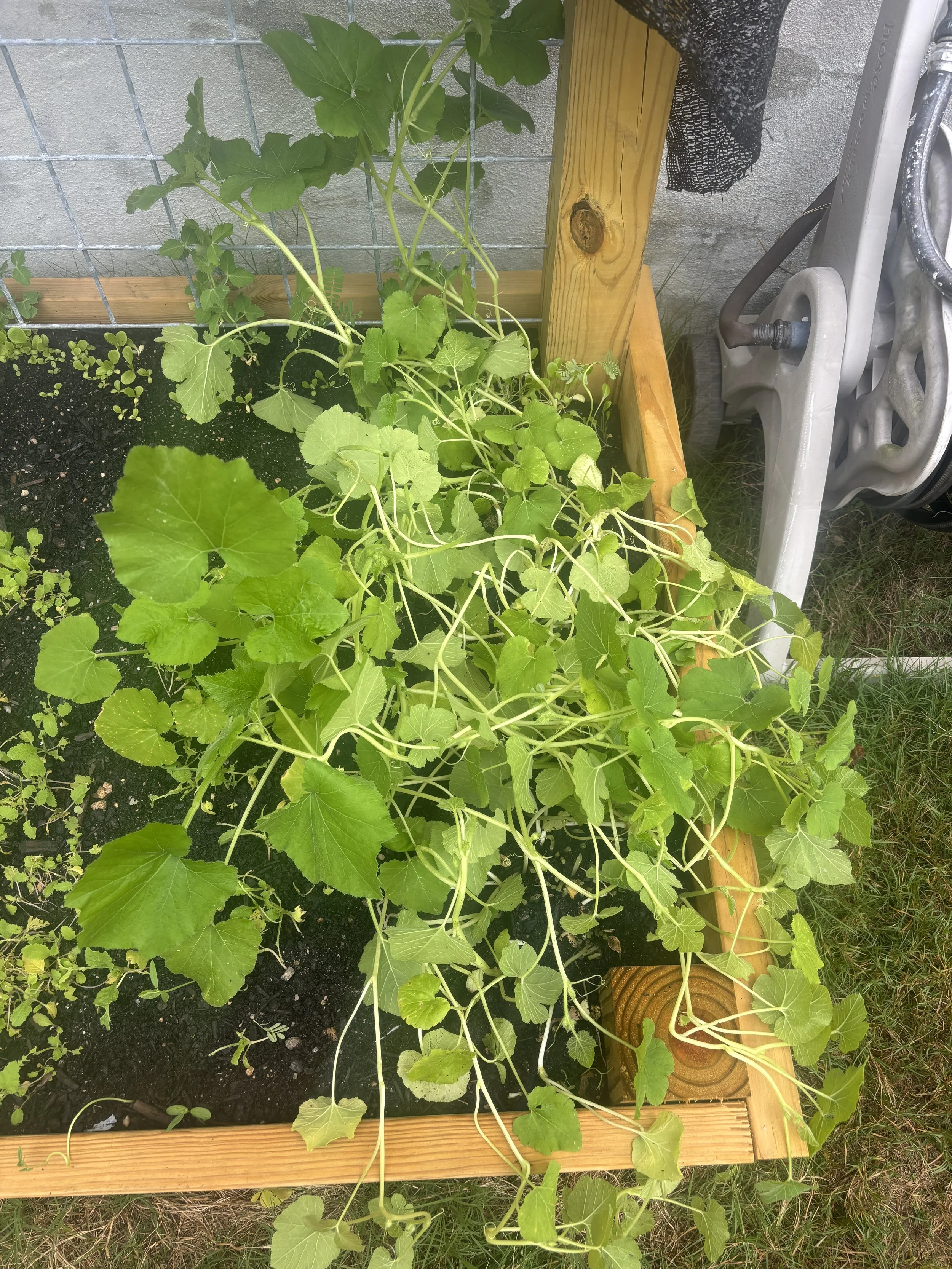 Long, But Thin: What My Zucchini Taught Me