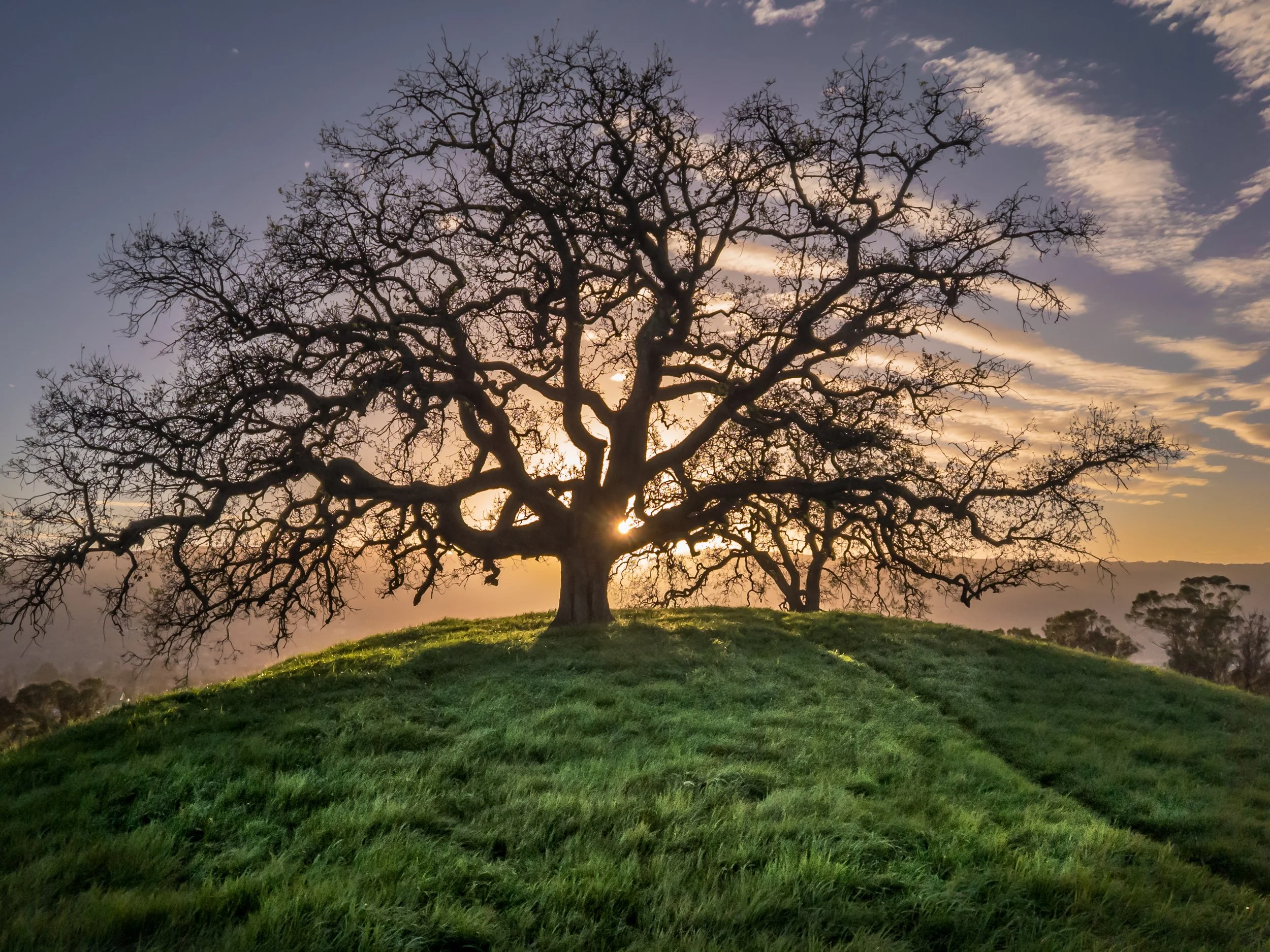 Tree on a Hill.jpg