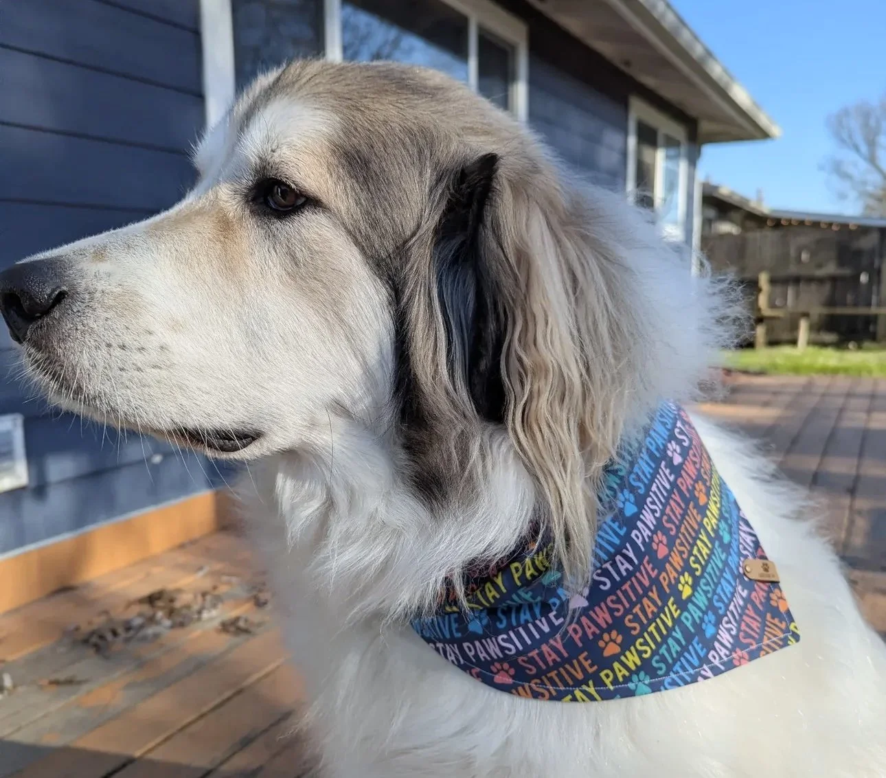 Stay Pawsitive 3.jpg