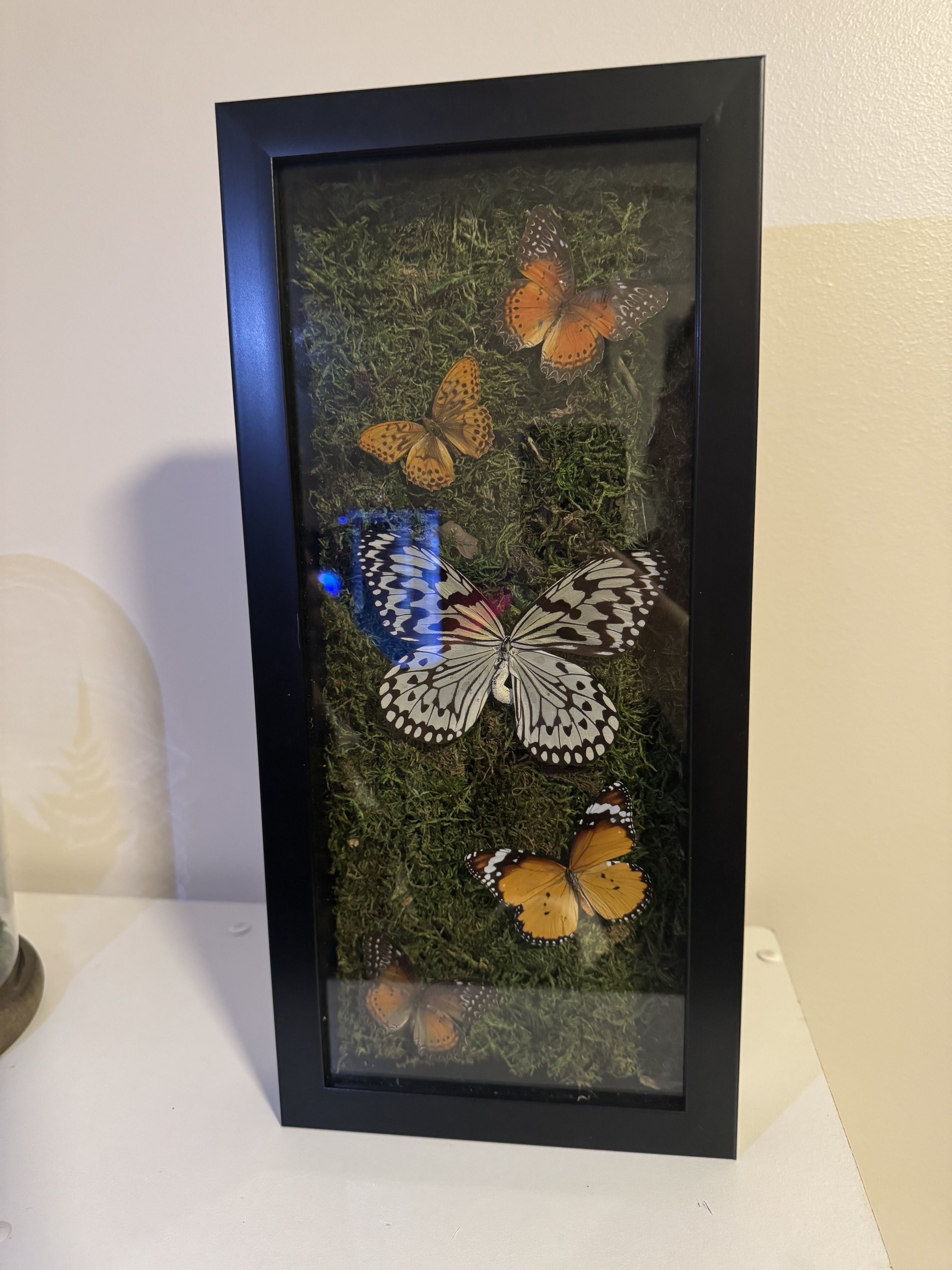Butterflies.jpg
