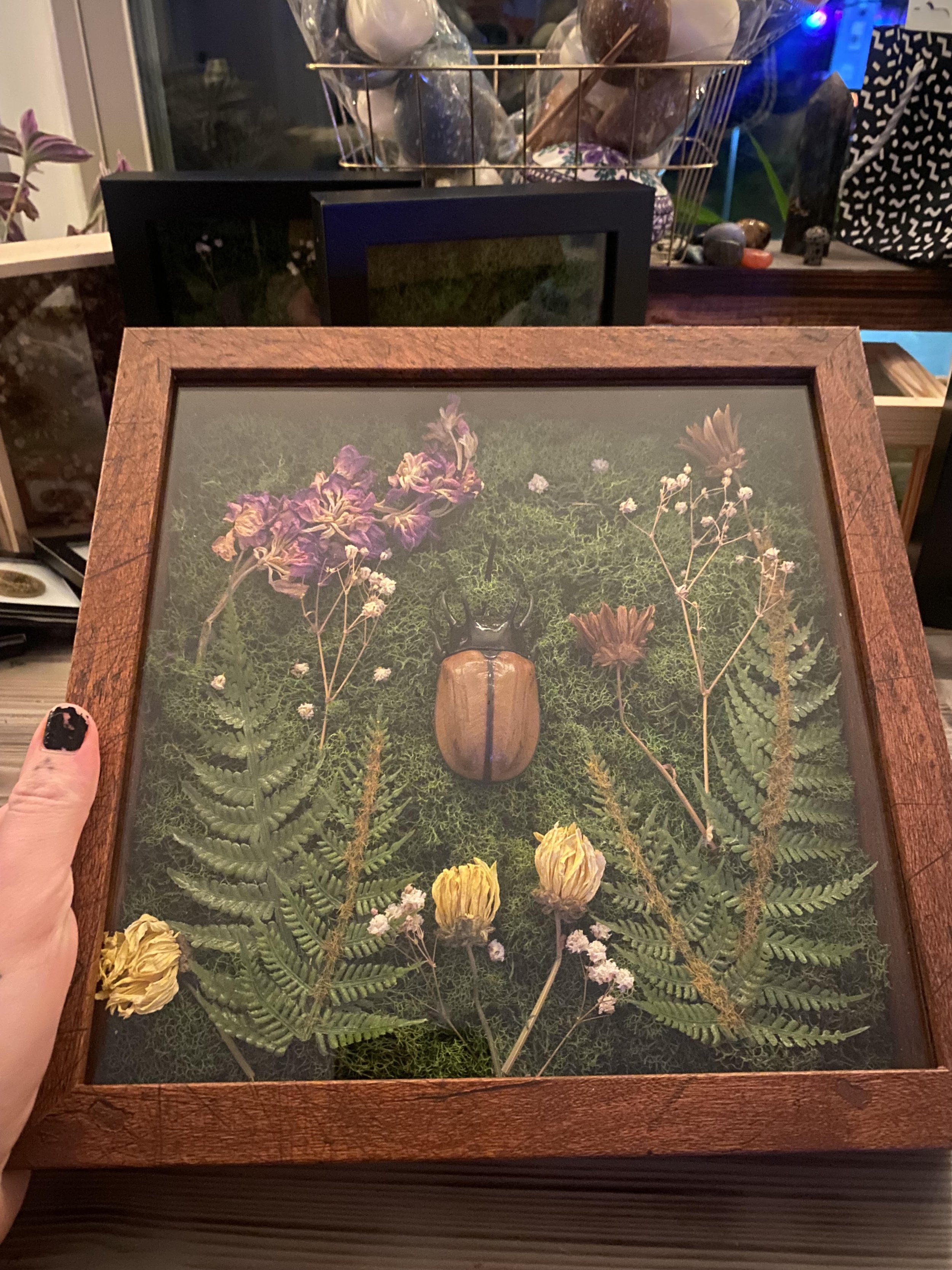 Beetle Display