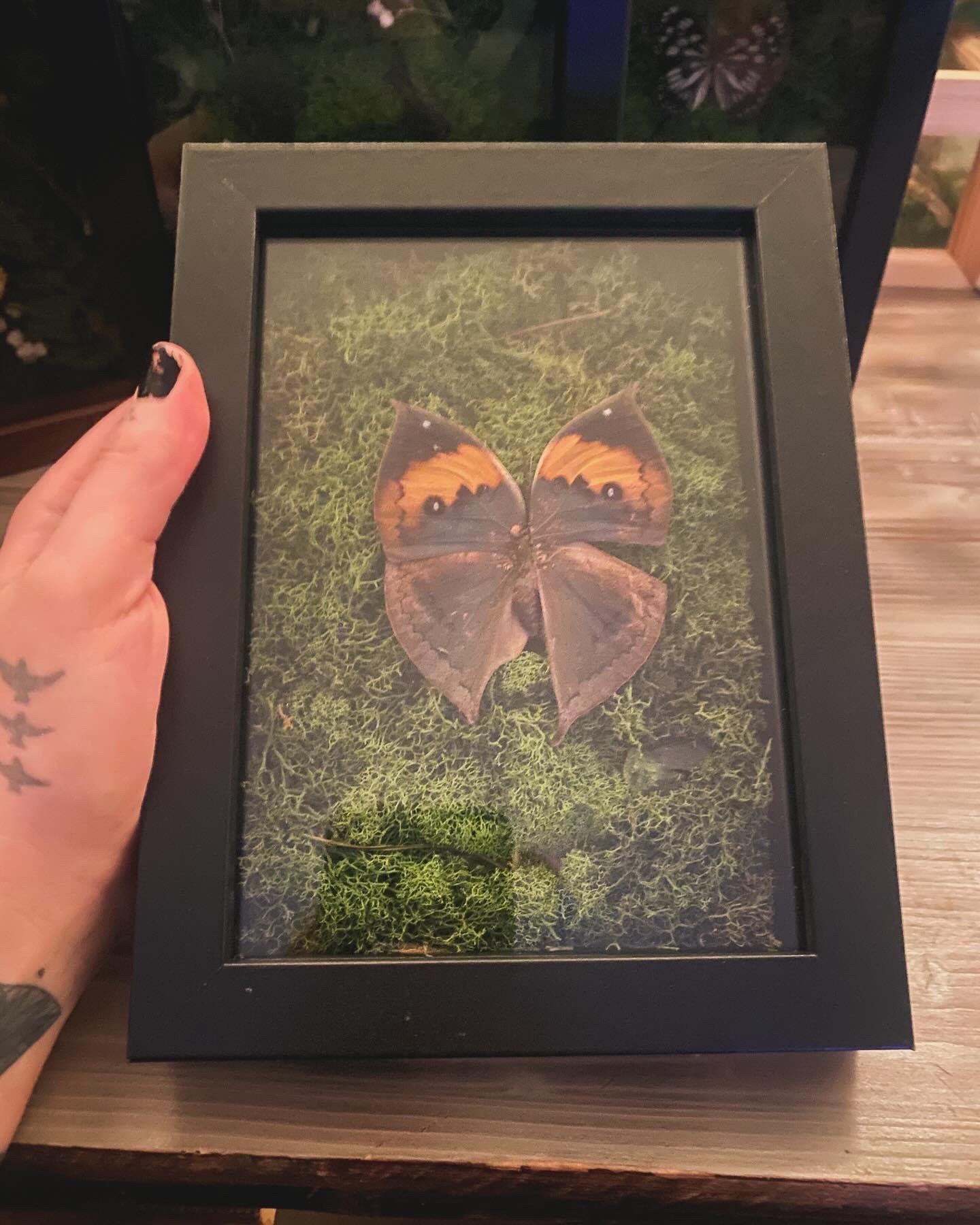 Single Butterfly Display