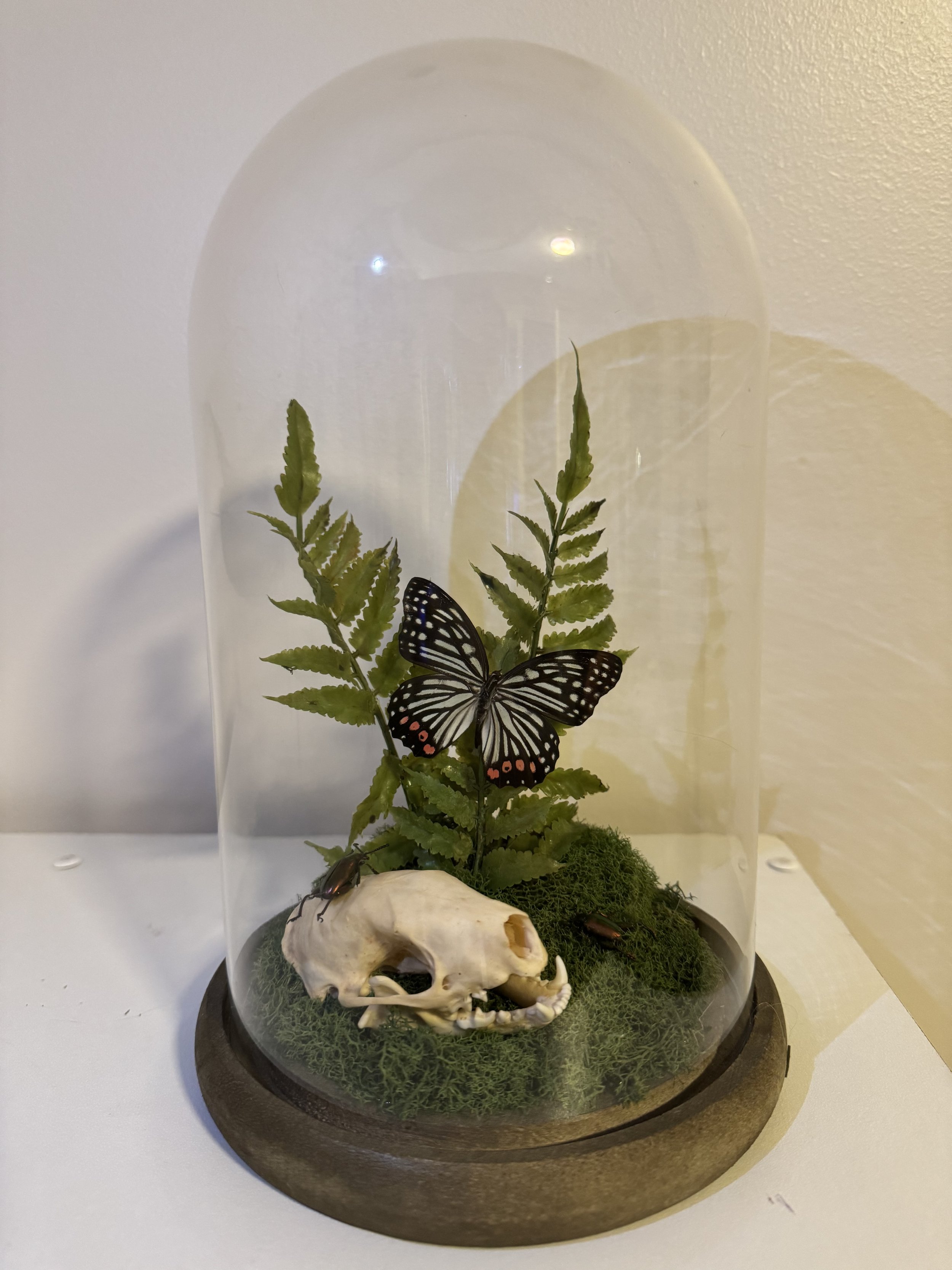 Skull, Beetle and Butterly Dome
