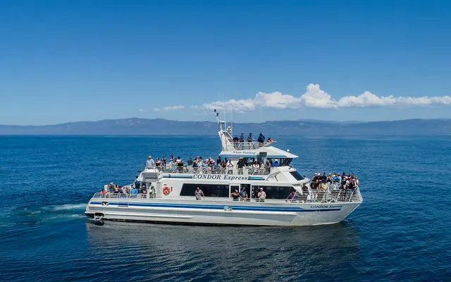 whale watching.png
