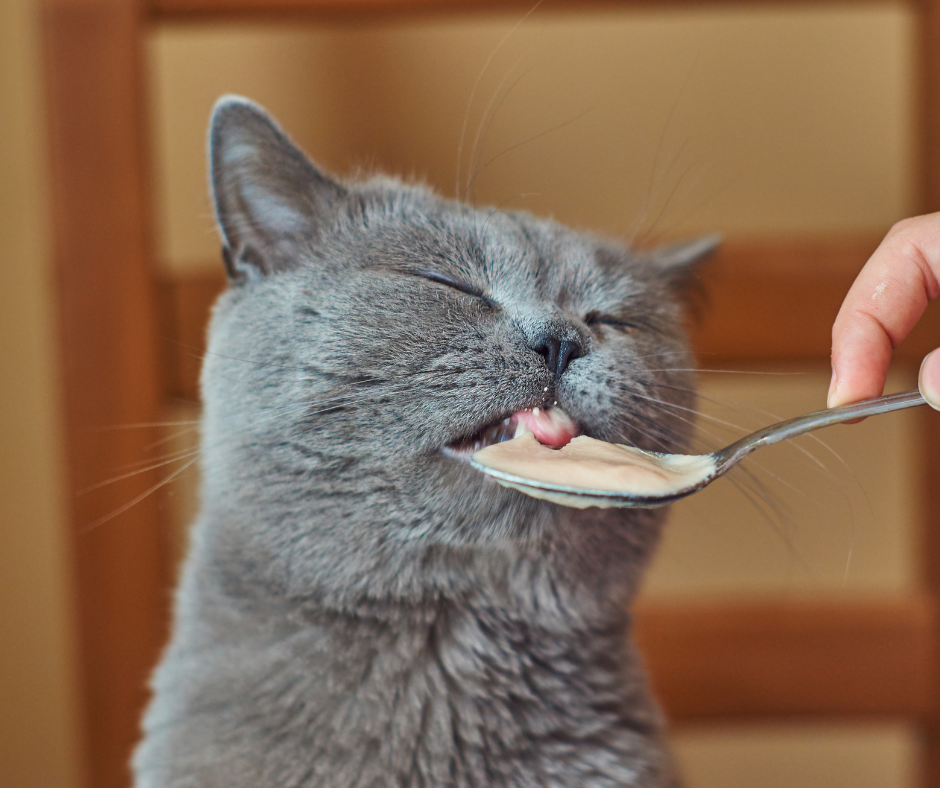 Top Cat Food Offenders: What NOT to Feed Your Feline