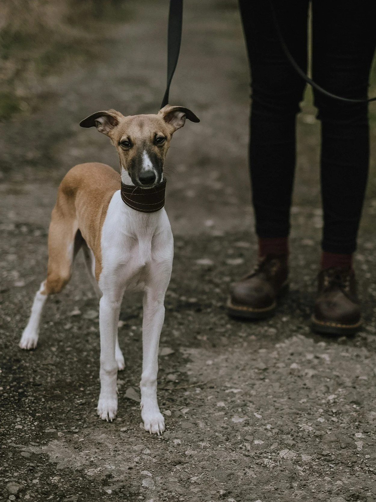 The Importance of Leash Training