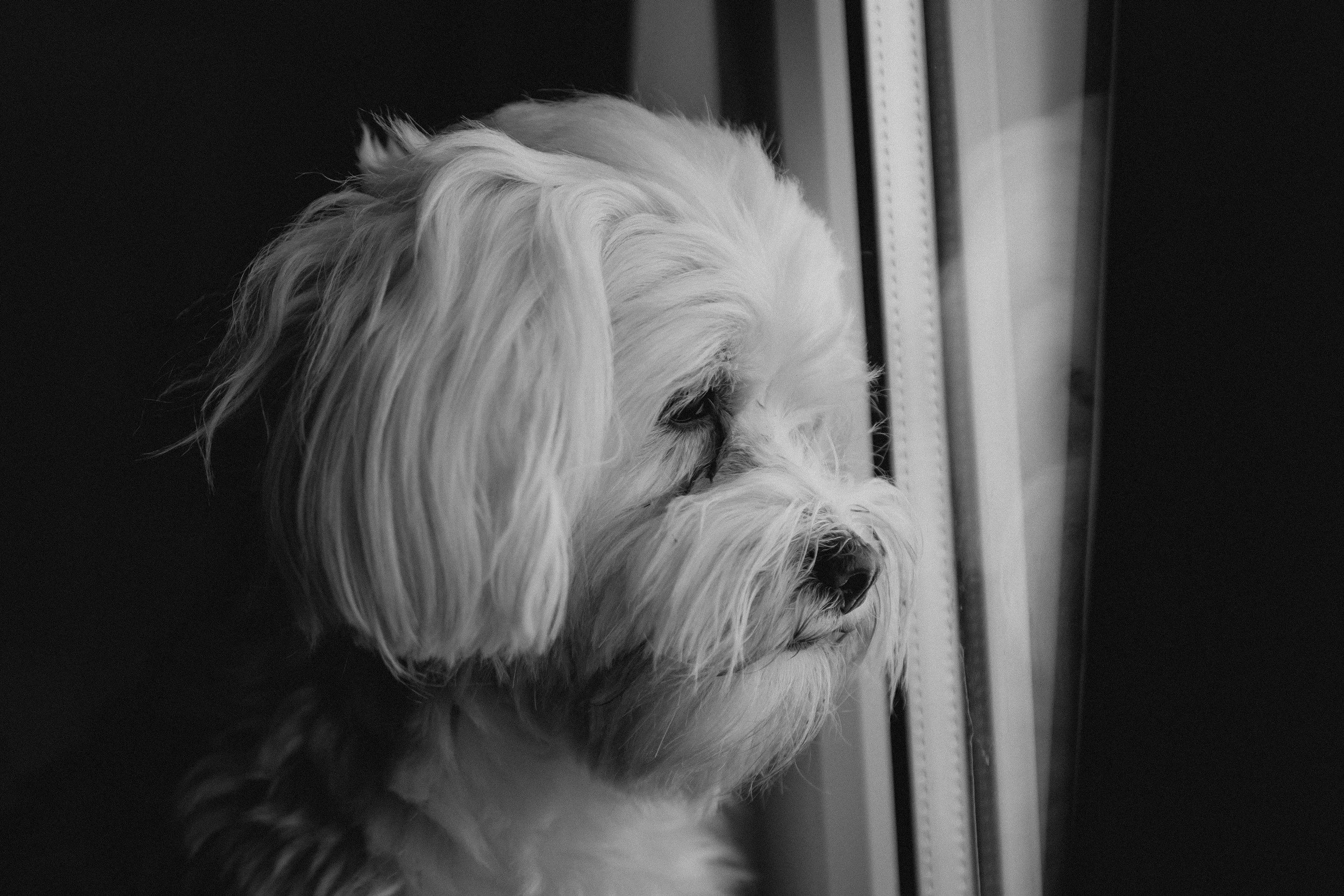 Canine Separation Anxiety