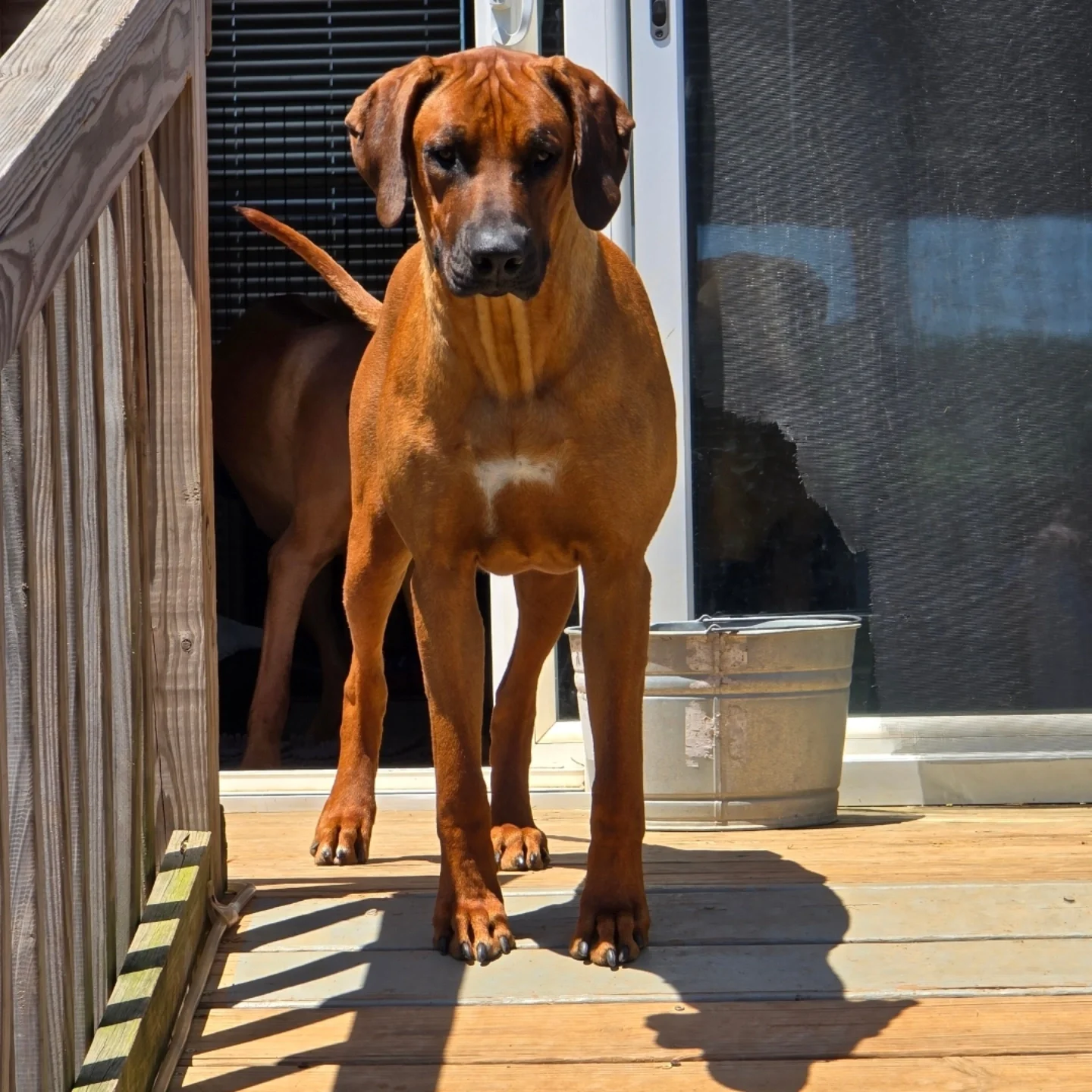 Pet Health and Wellness                  – Pain Prevention