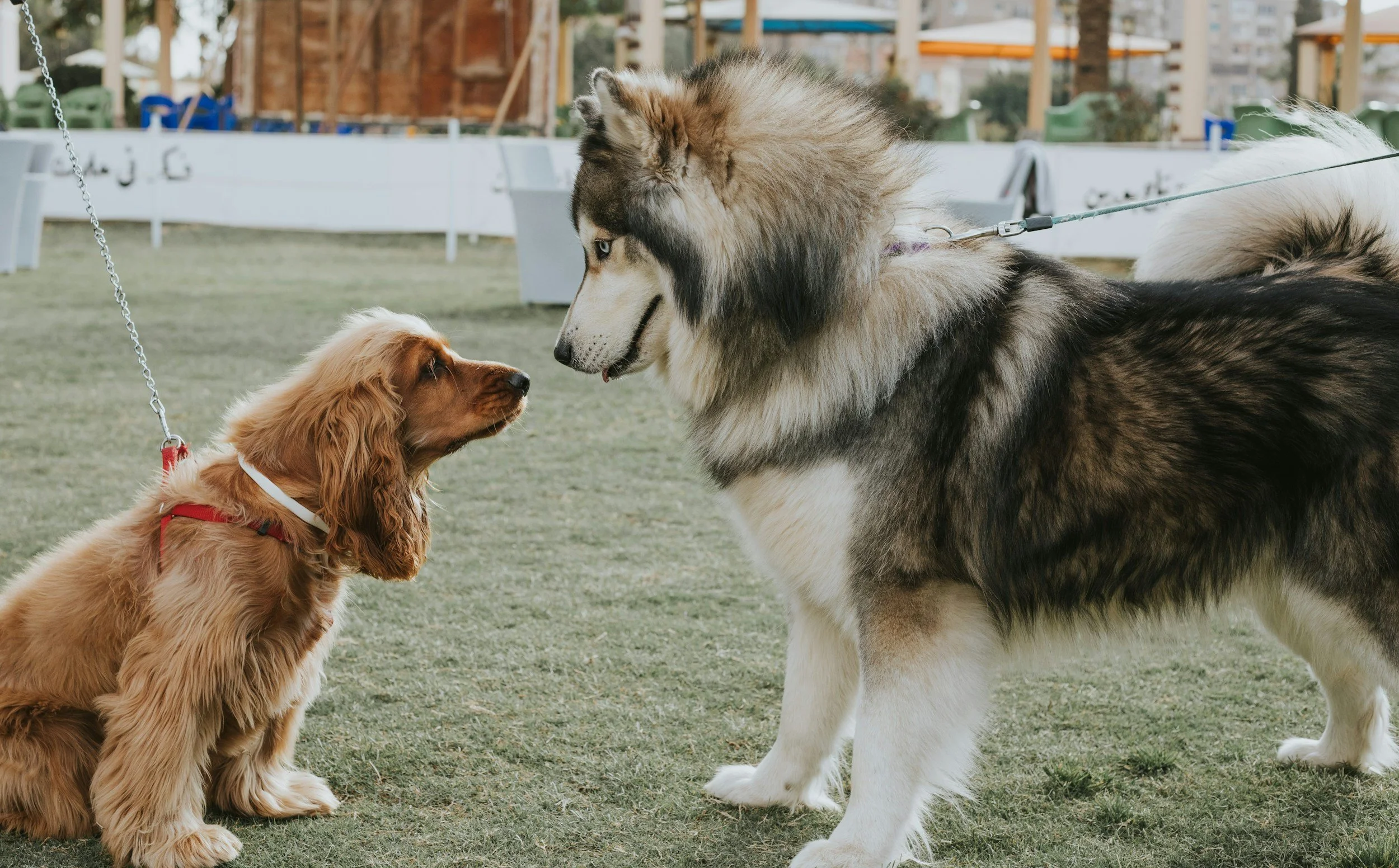 Why Not All Dogs Need Group Play: The Value of Controlled Boarding Environments