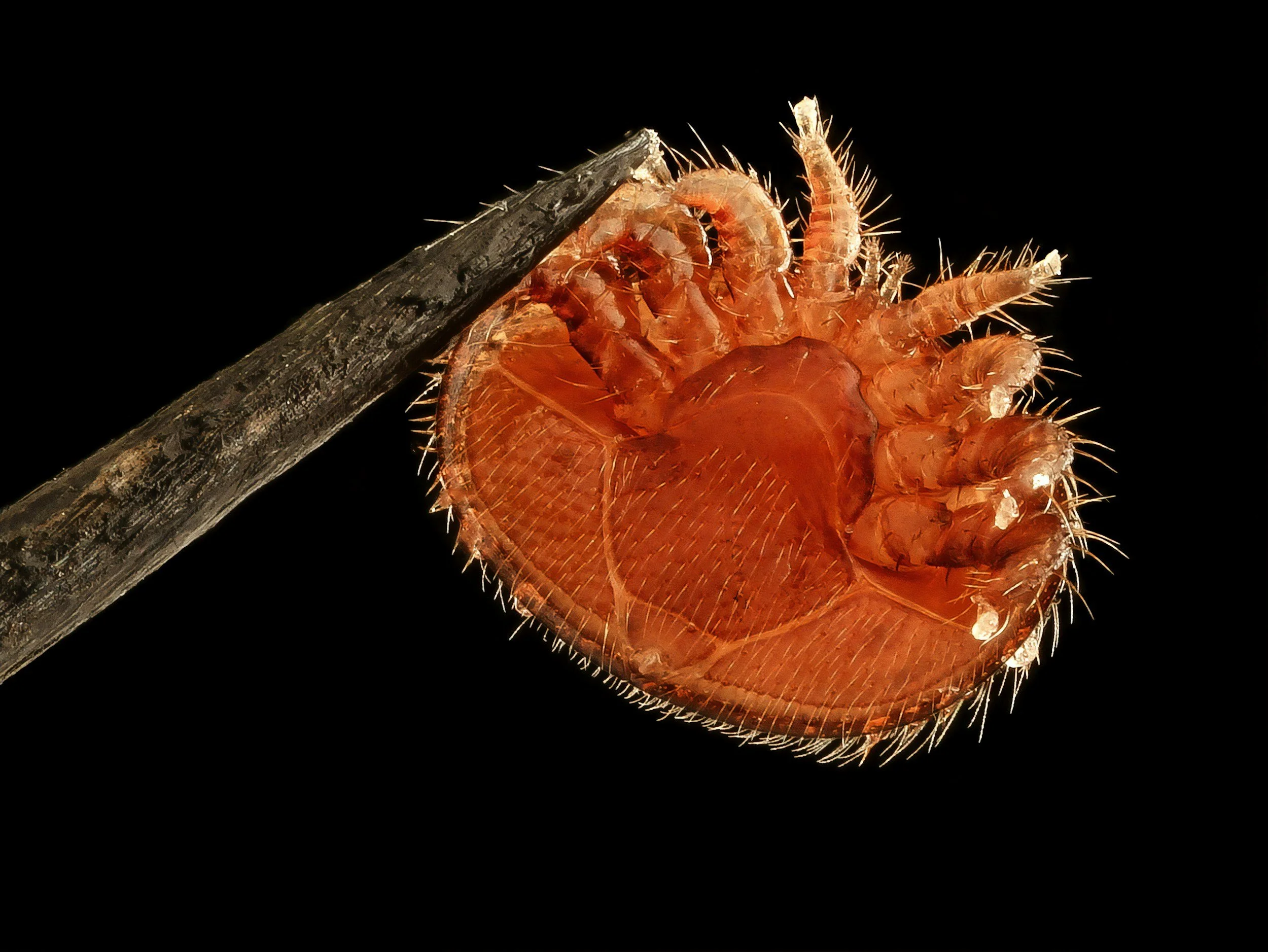 Parasite Prevention: Fleas, Ticks &amp; Mosquito Season Is Here